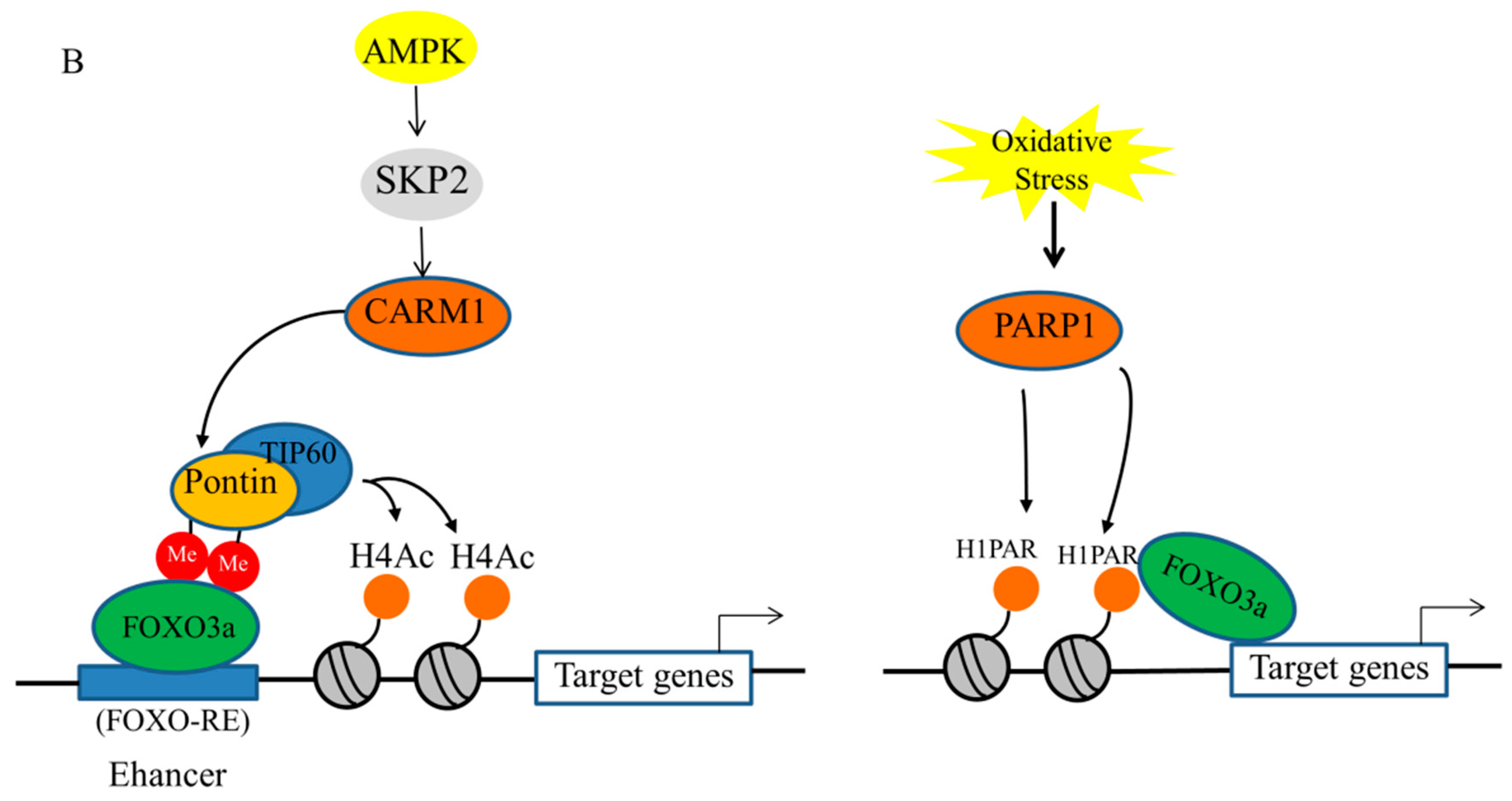 Antioxidants | Free Full-Text | Role Of FOXO3a Transcription Factor In ...