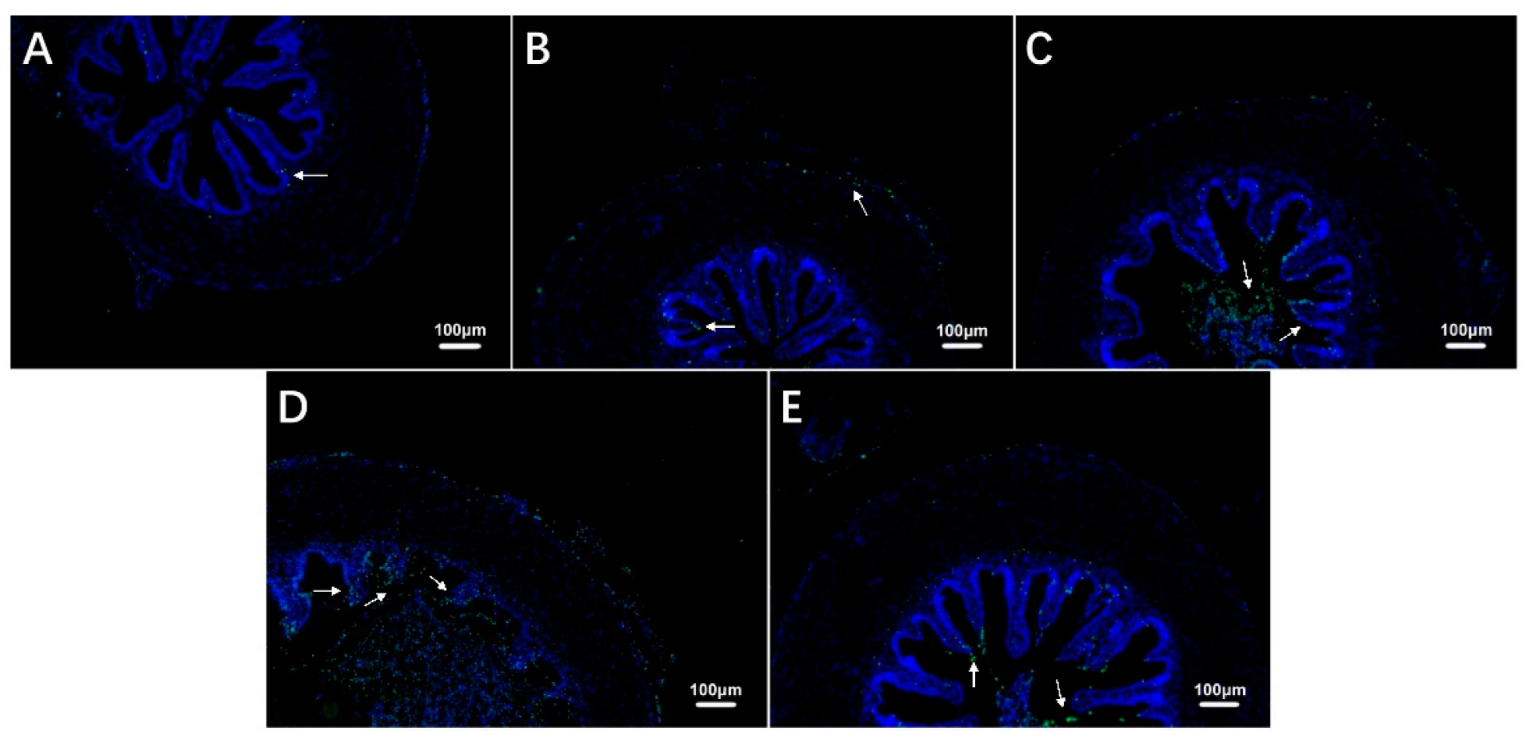 Antioxidants 12 00001 g004