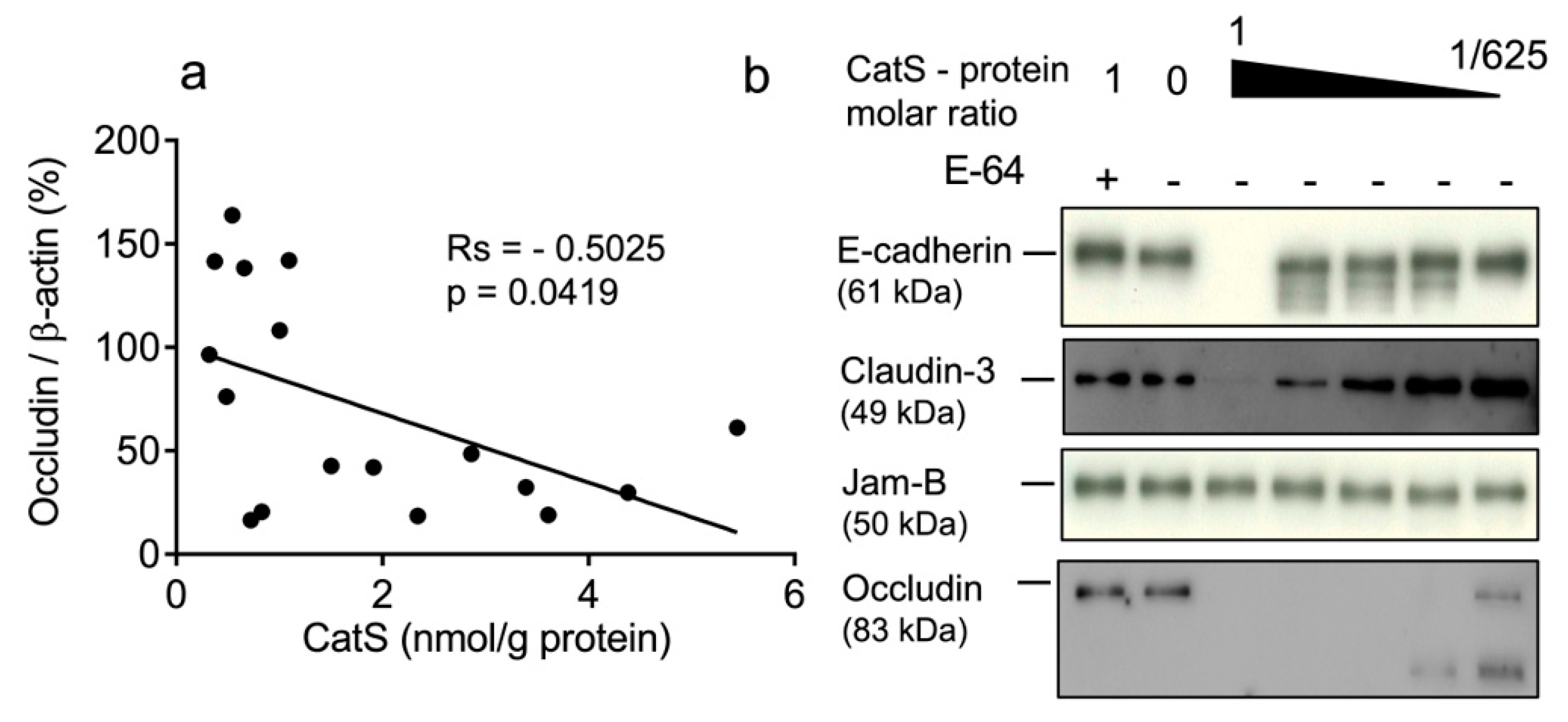 Antioxidants | Free Full-Text | Cleavage of Occludin by Cigarette Smoke ...