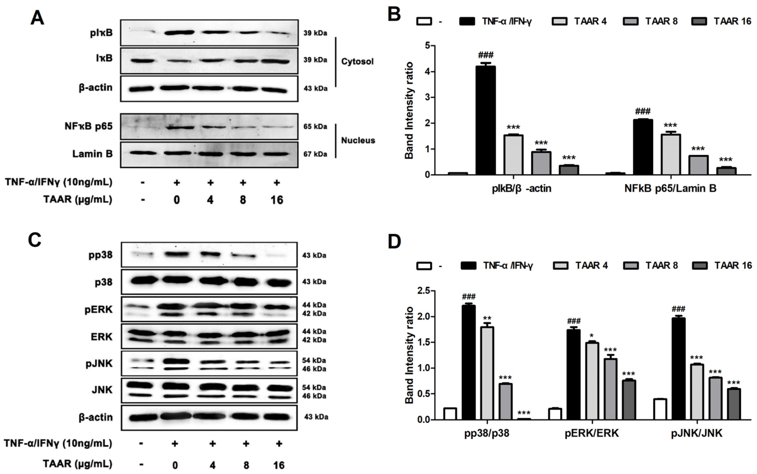 Antioxidants 12 00027 g004