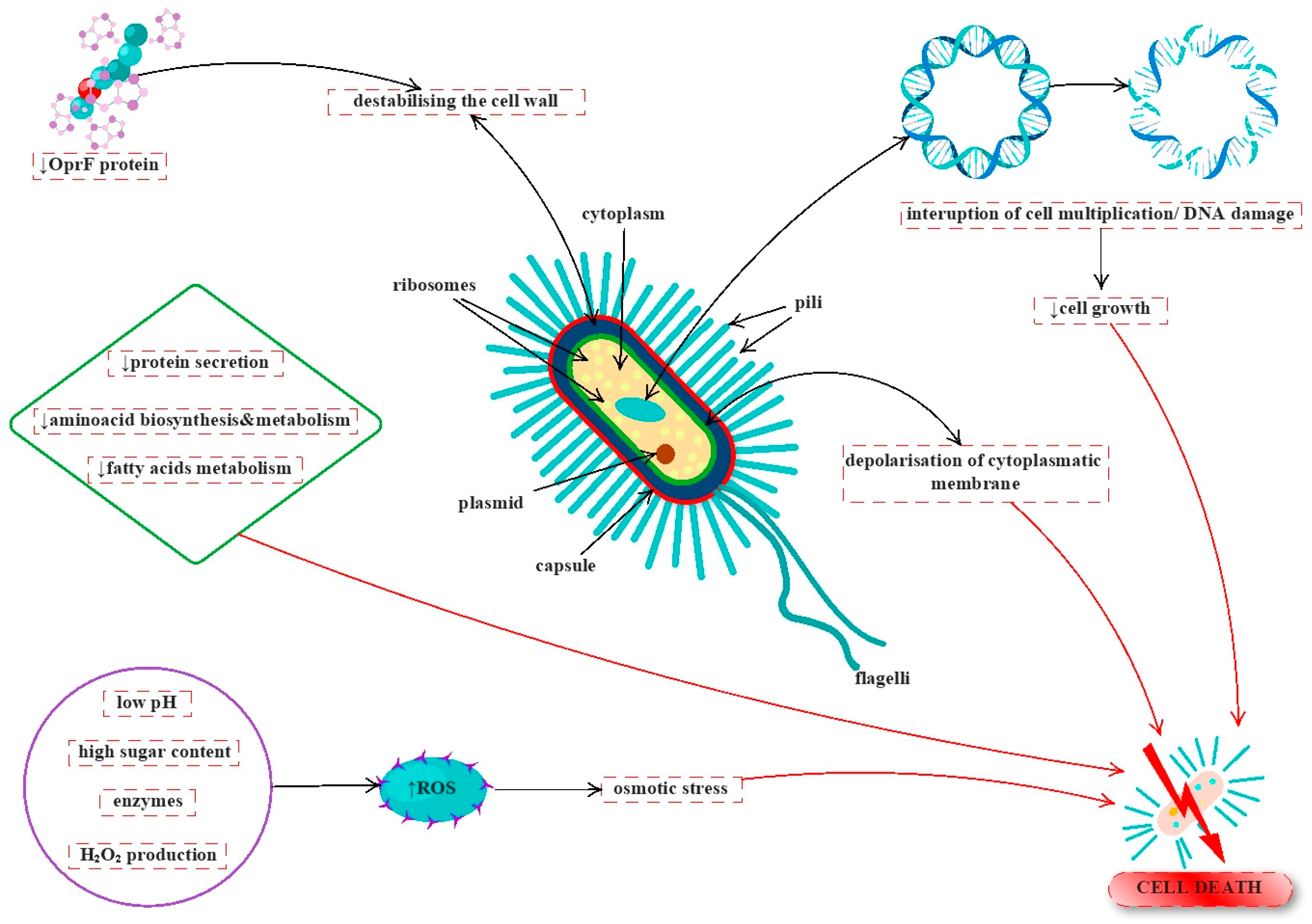 Antioxidants 12 00034 g004