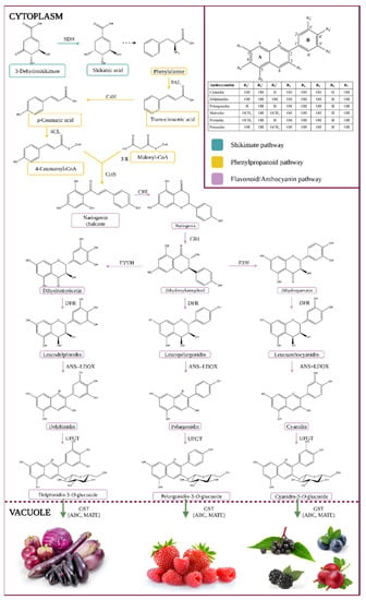 Antioxidants | Free Full-Text | Anthocyanins: Metabolic Digestion,  Bioavailability, Therapeutic Effects, Current Pharmaceutical/Industrial  Use, and Innovation Potential