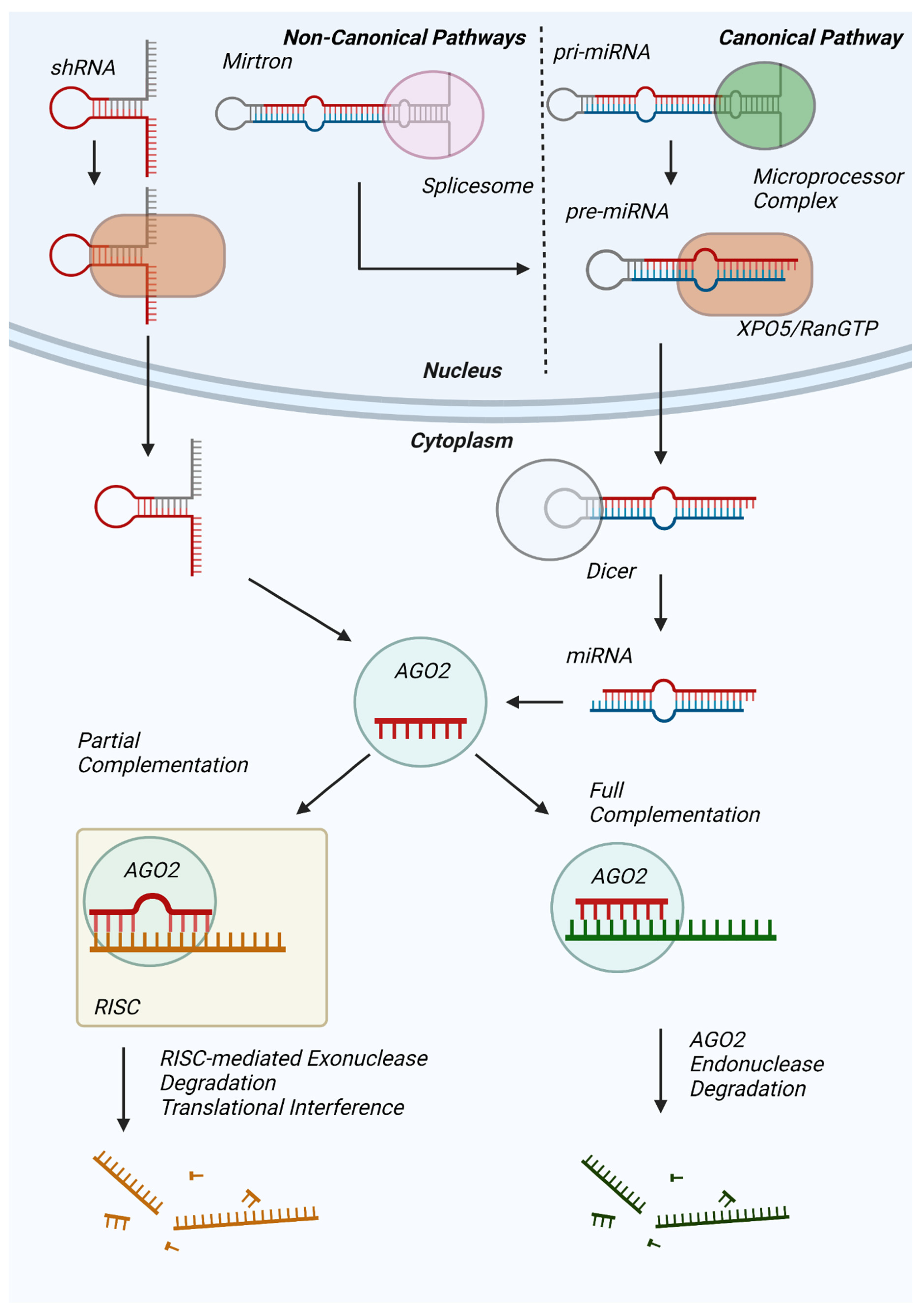 Antioxidants 12 00070 g001 Antioxidants 12 00070 g001