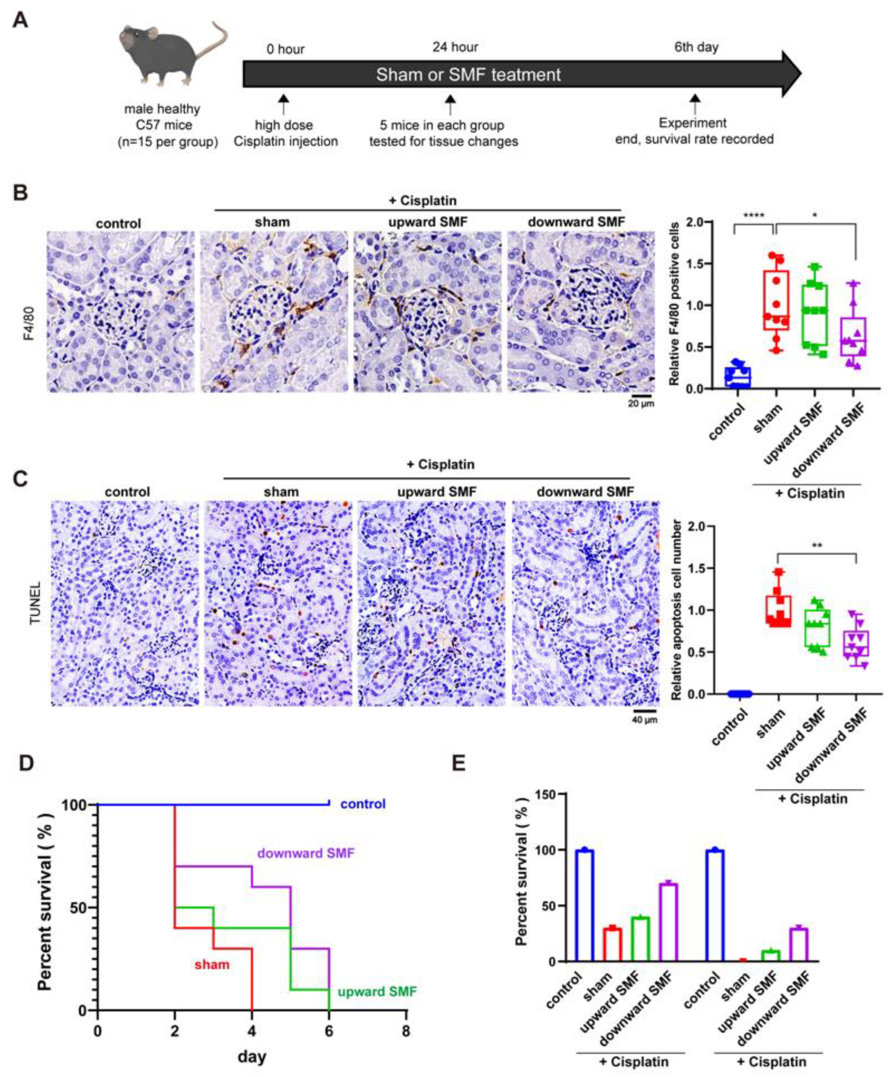 Antioxidants 12 00073 g005 Antioxidants 12 00073 g005