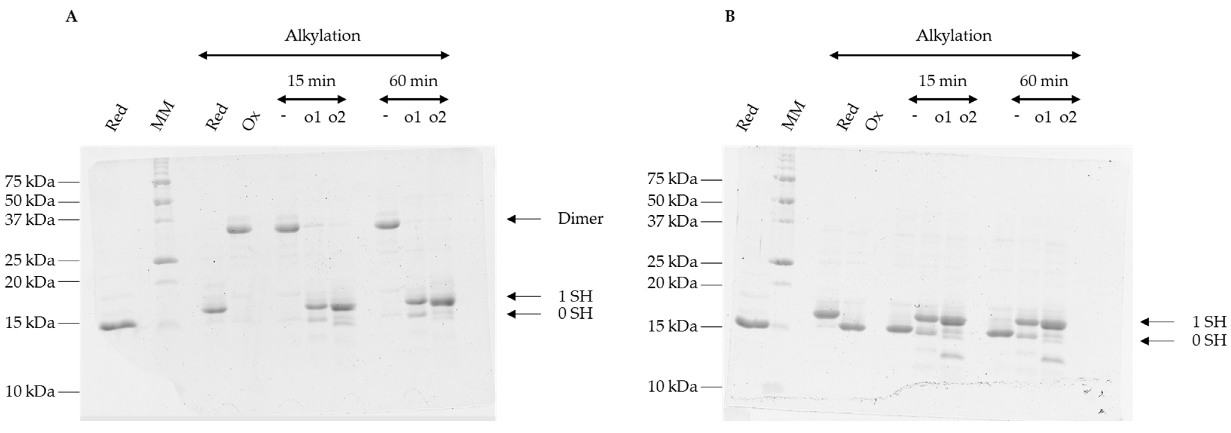 Antioxidants 12 00102 g004 Antioxidants 12 00102 g004