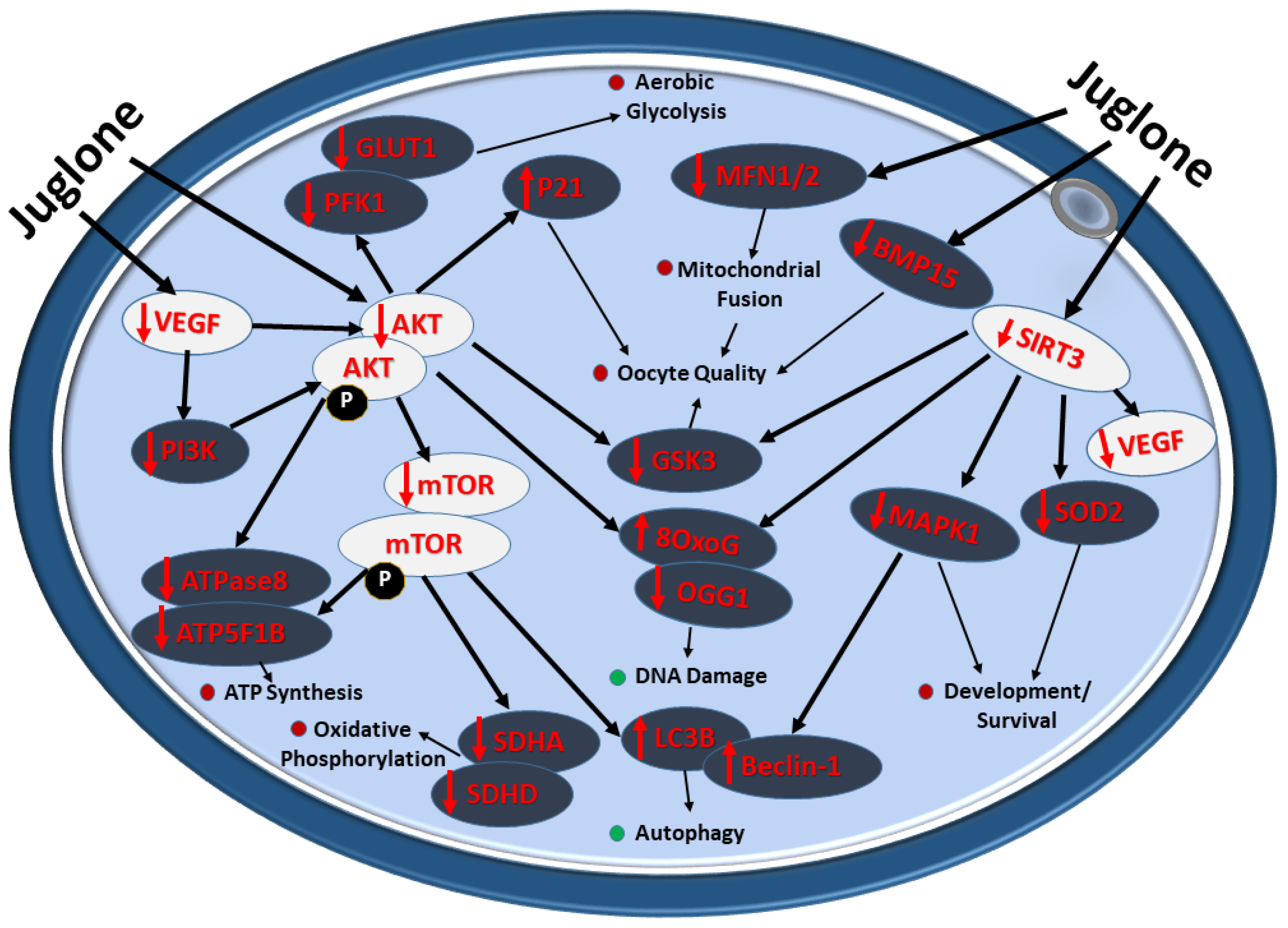 Antioxidants 12 00114 g007 Antioxidants 12 00114 g007