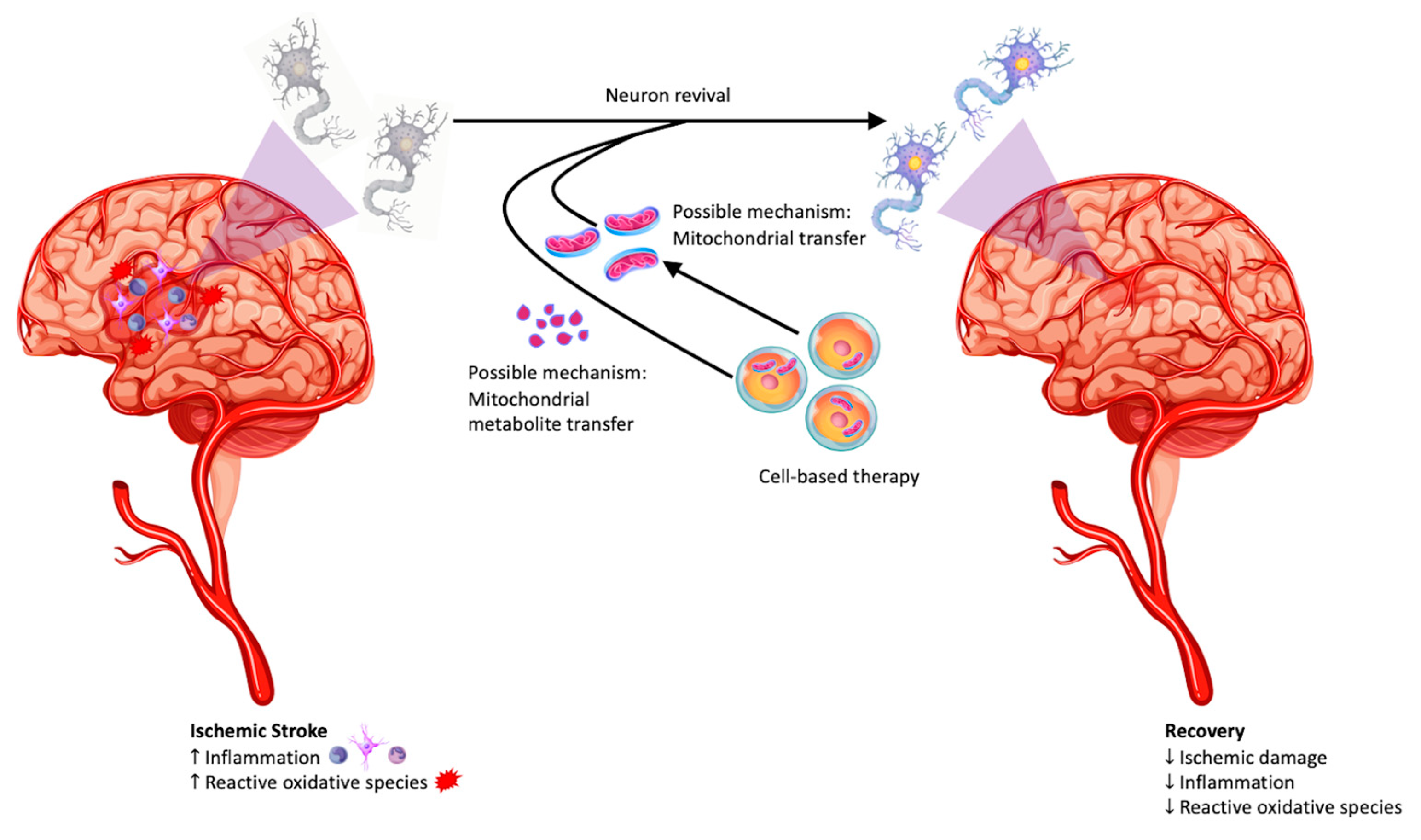 Antioxidants 12 00178 g001 Antioxidants 12 00178 g001