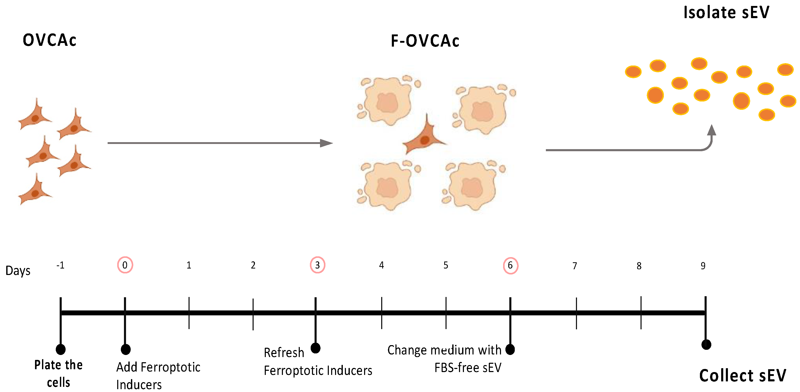 Antioxidants | Free Full-Text | Study of Ferroptosis Transmission