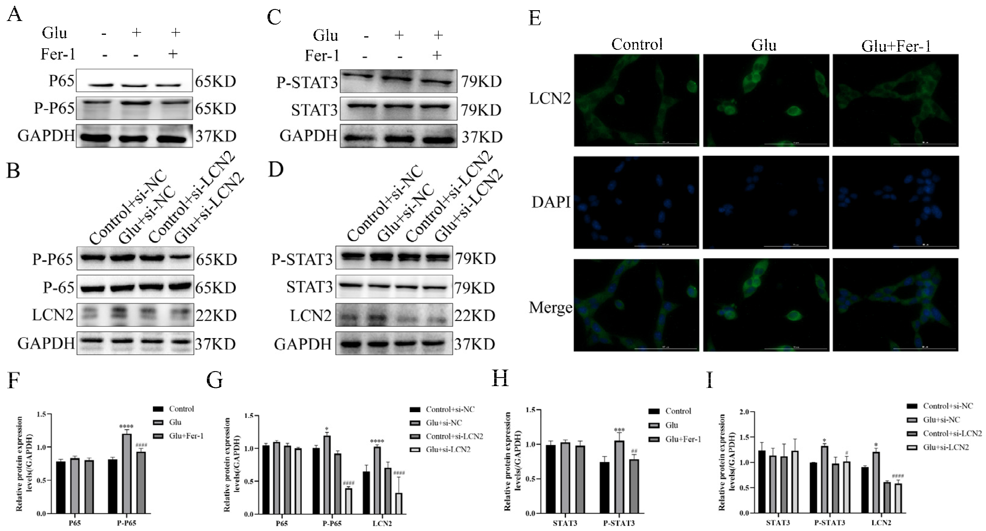Antioxidants 12 00186 g008