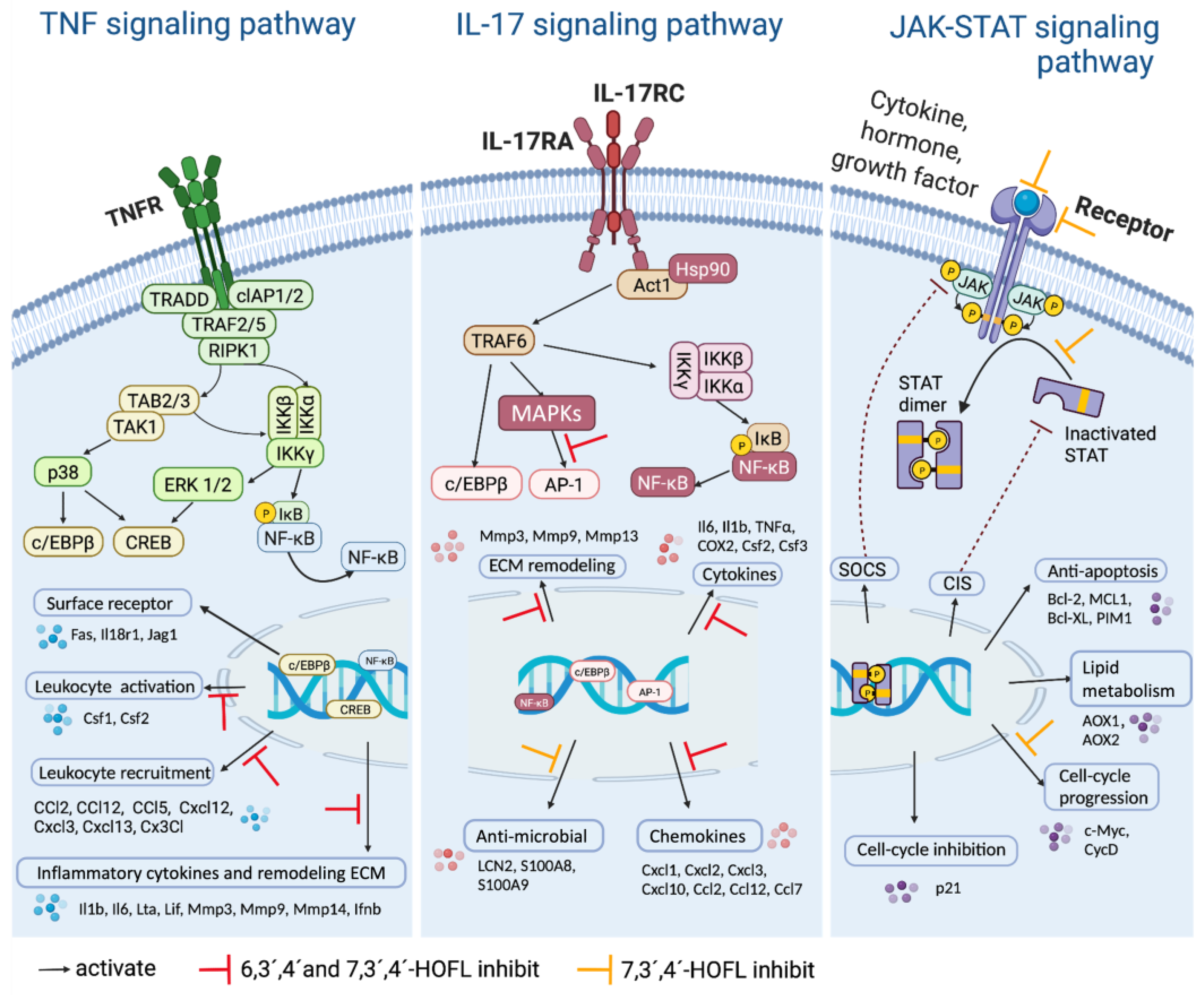 Antioxidants 12 00204 g005