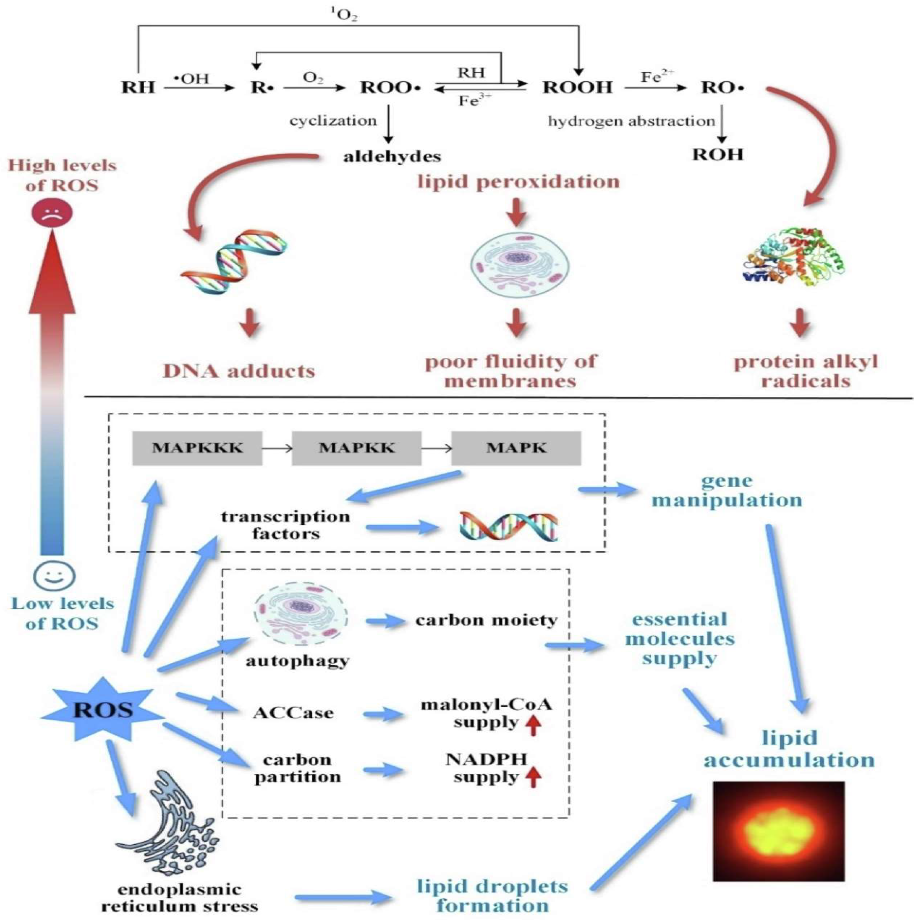Antioxidants 12 00213 g002