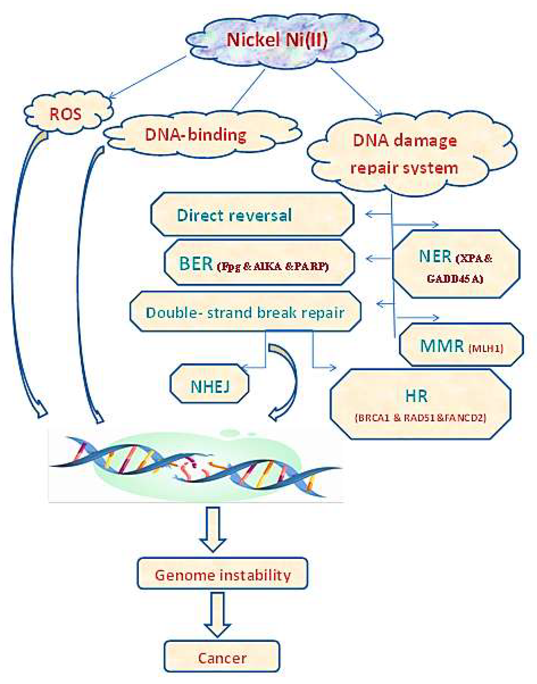 Antioxidants 12 00213 g003