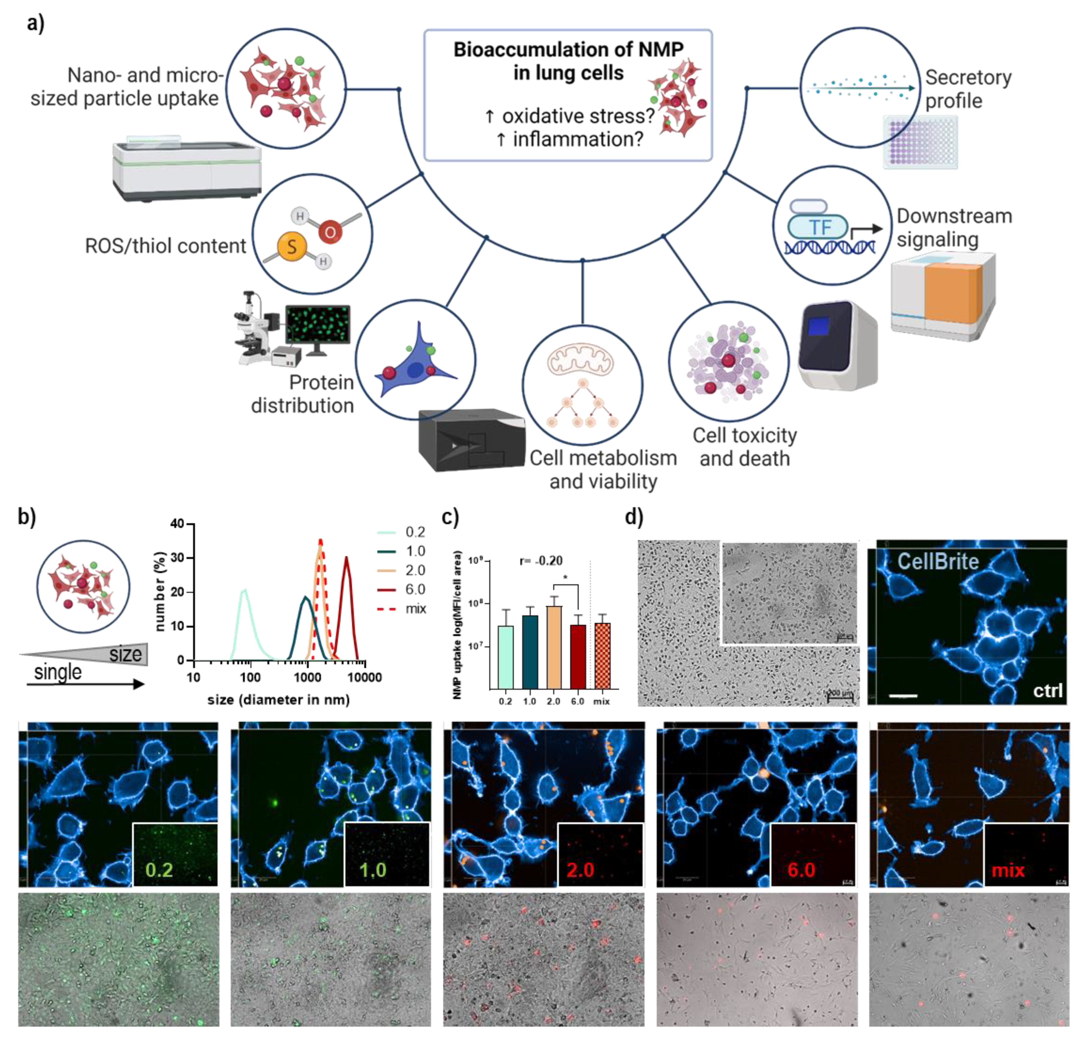 Antioxidants 12 00227 g001