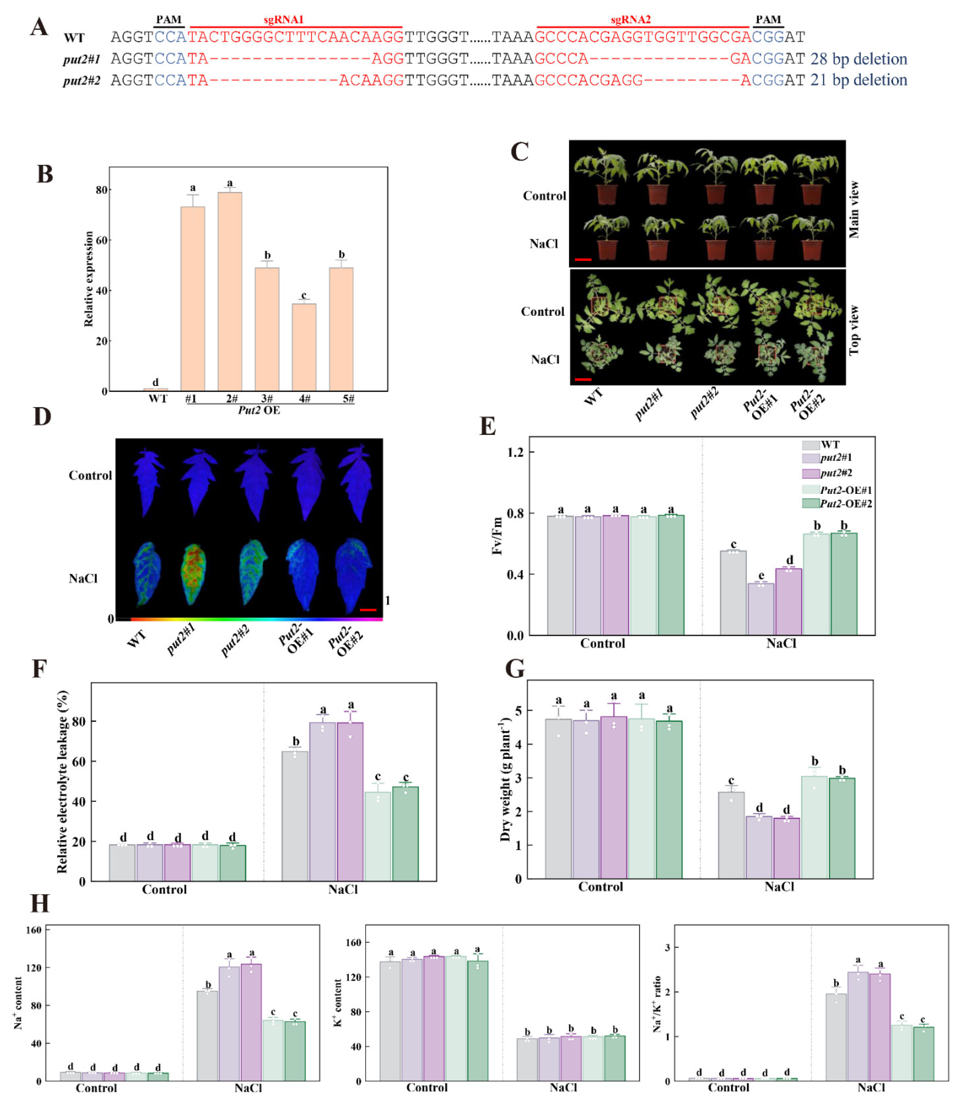 Antioxidants 12 00228 g005 Antioxidants 12 00228 g005