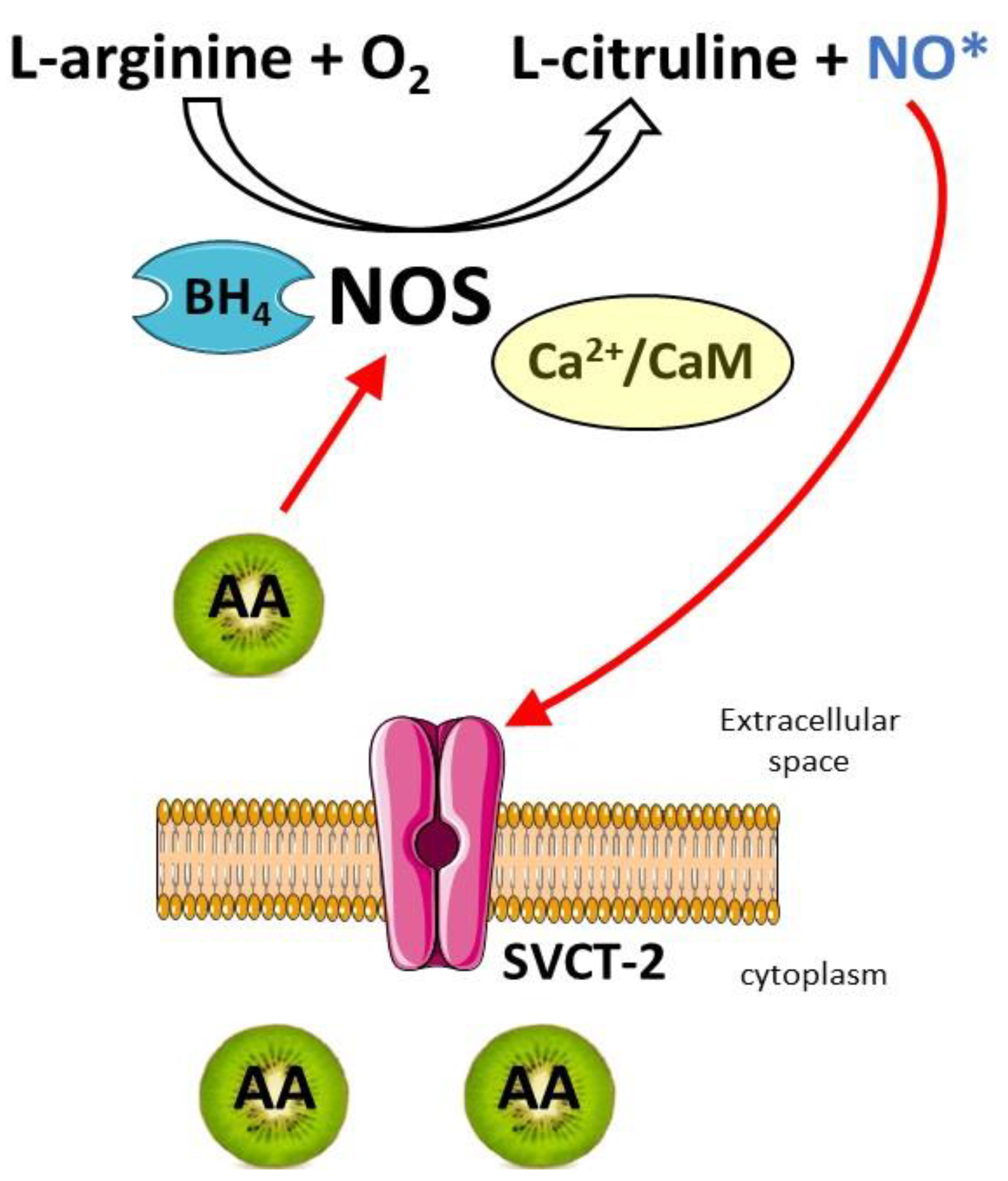 Antioxidants 12 00231 g002