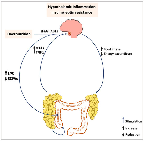 Antioxidants | Free Full-Text | Exercise Restores Hypothalamic Health in  Obesity by Reshaping the Inflammatory Network