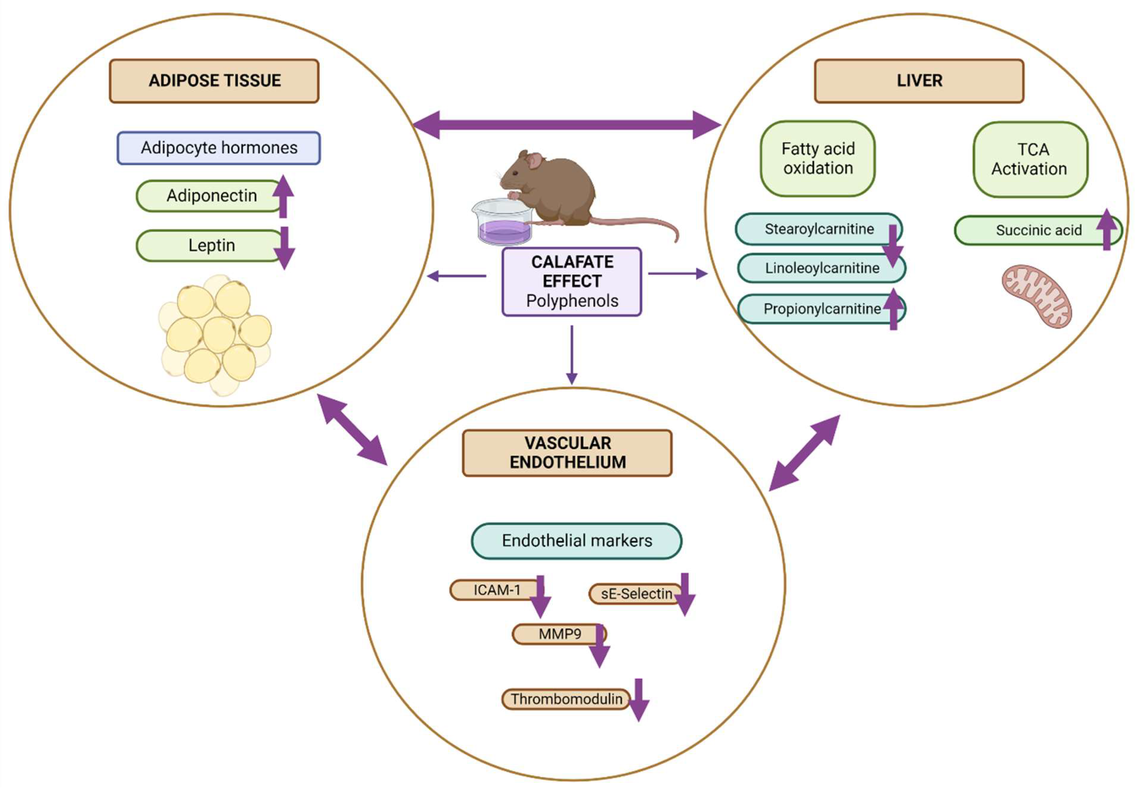 Antioxidants 12 00304 g005