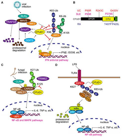 Antioxidants | Free Full-Text | Pleiotropic Roles of a KEAP1-Associated ...