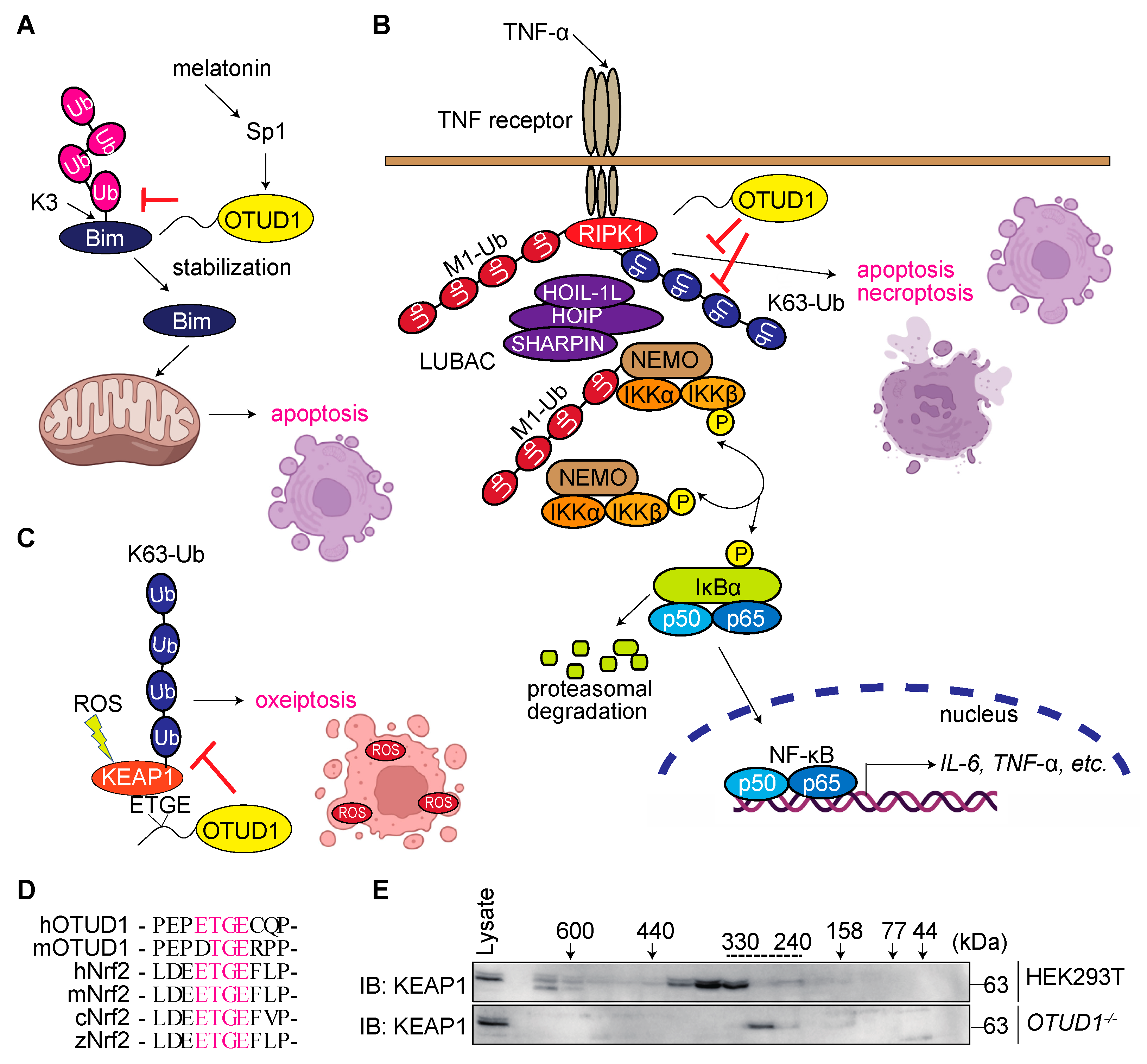 Antioxidants | Free Full-Text | Pleiotropic Roles of a KEAP1-Associated ...