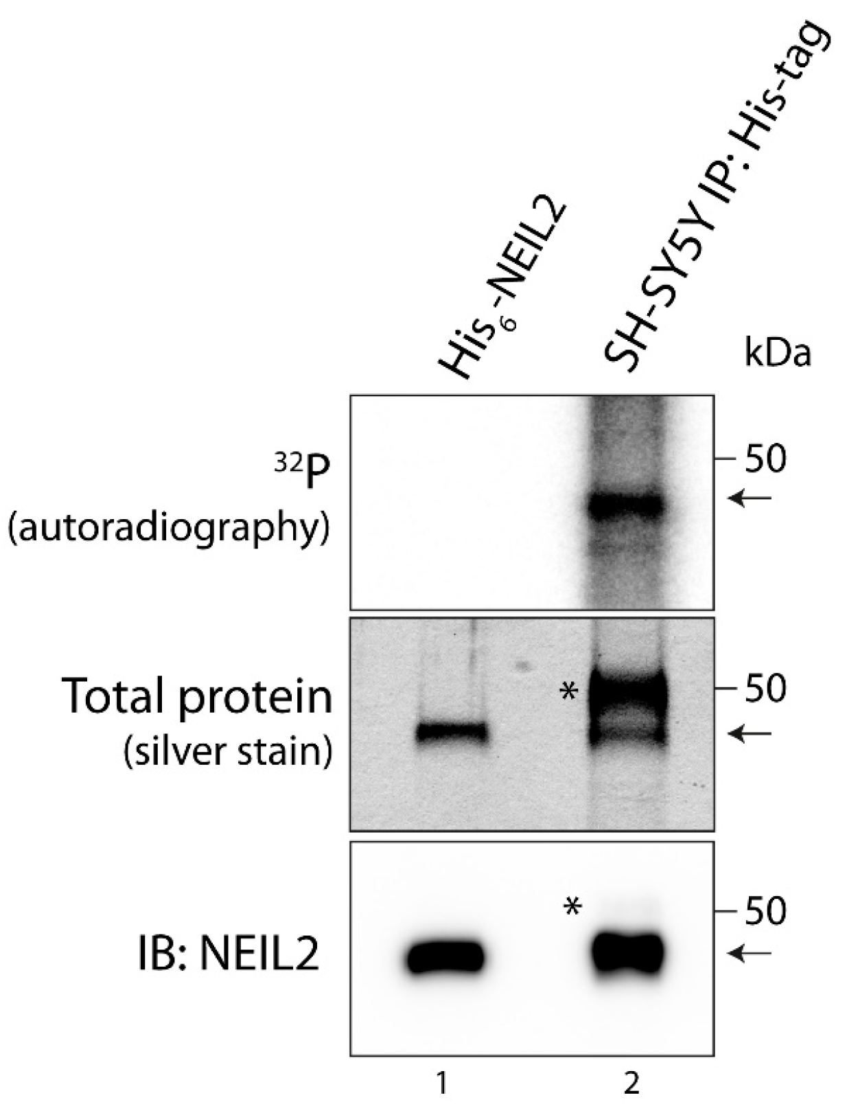 Antioxidants 12 00355 g001