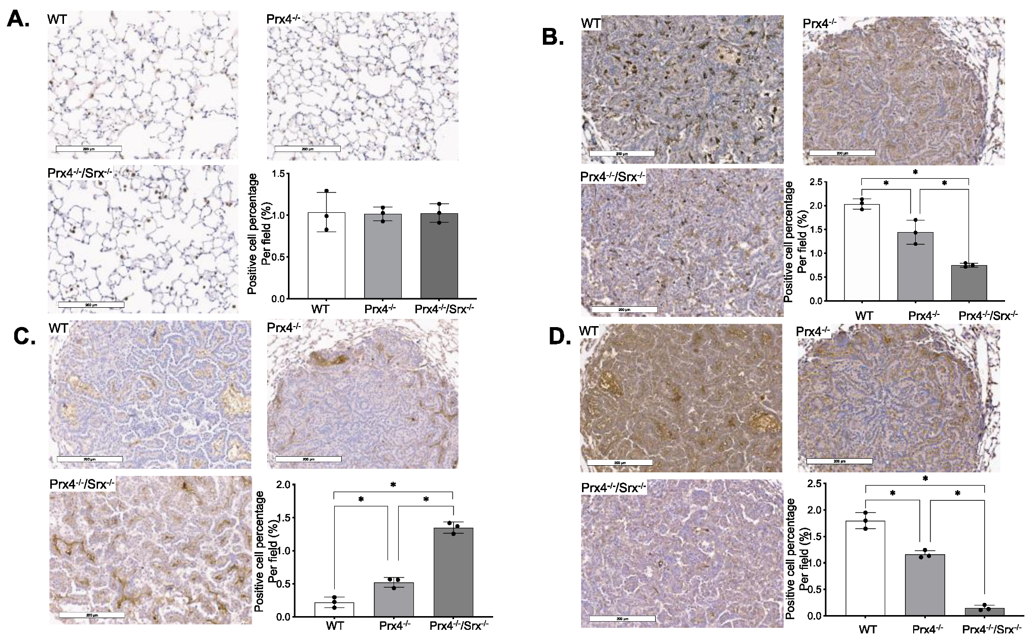 Antioxidants 12 00367 g002 Antioxidants 12 00367 g002
