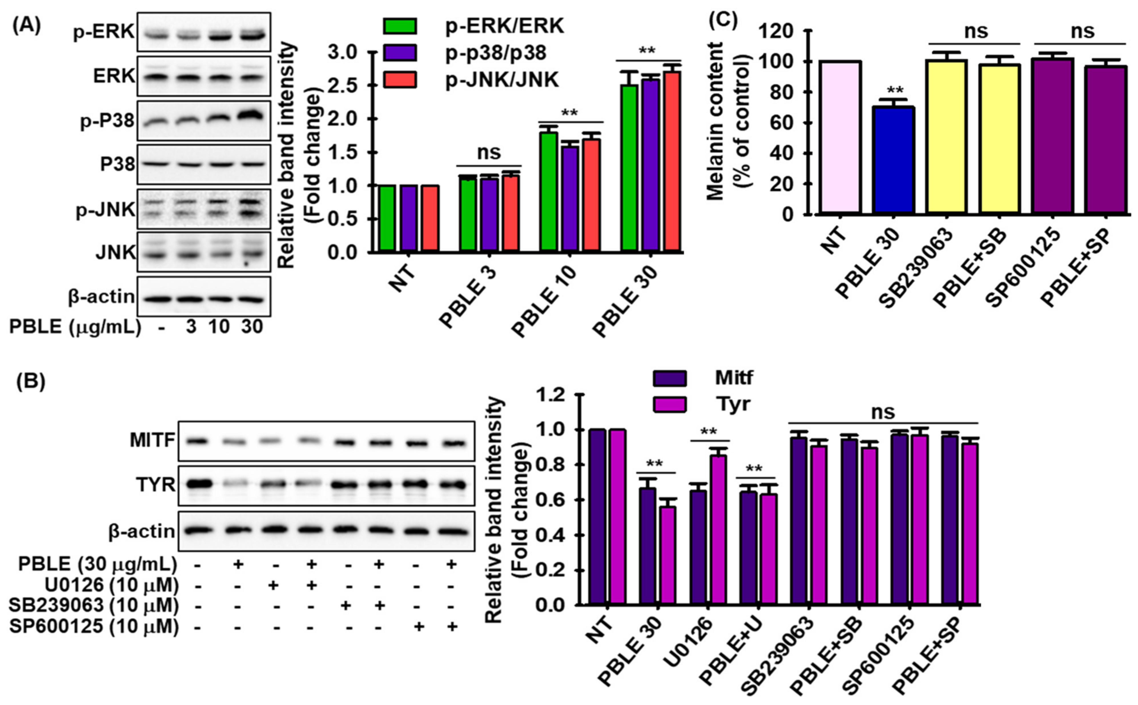 Antioxidants 12 00374 g004 Antioxidants 12 00374 g004