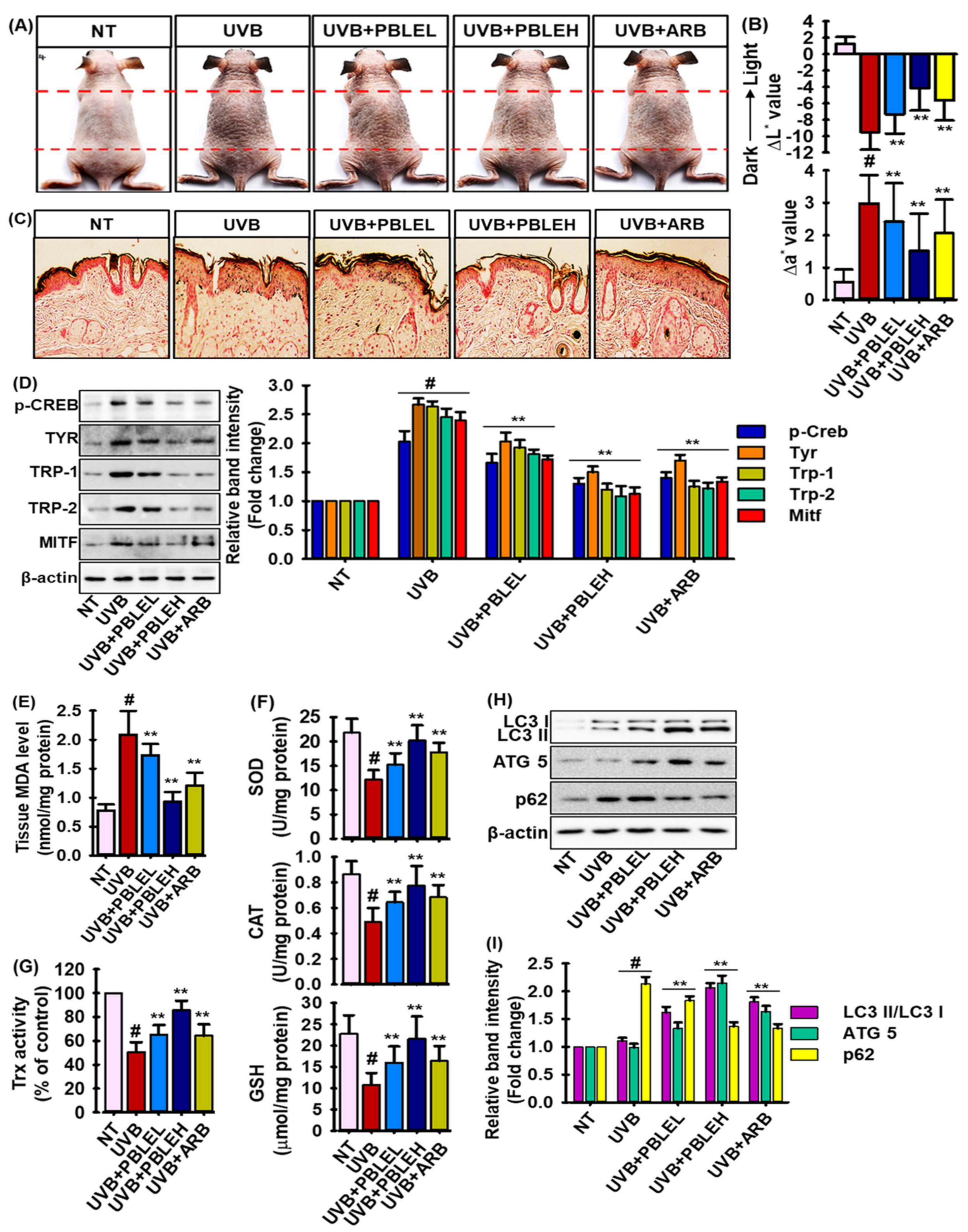 Antioxidants 12 00374 g007 Antioxidants 12 00374 g007