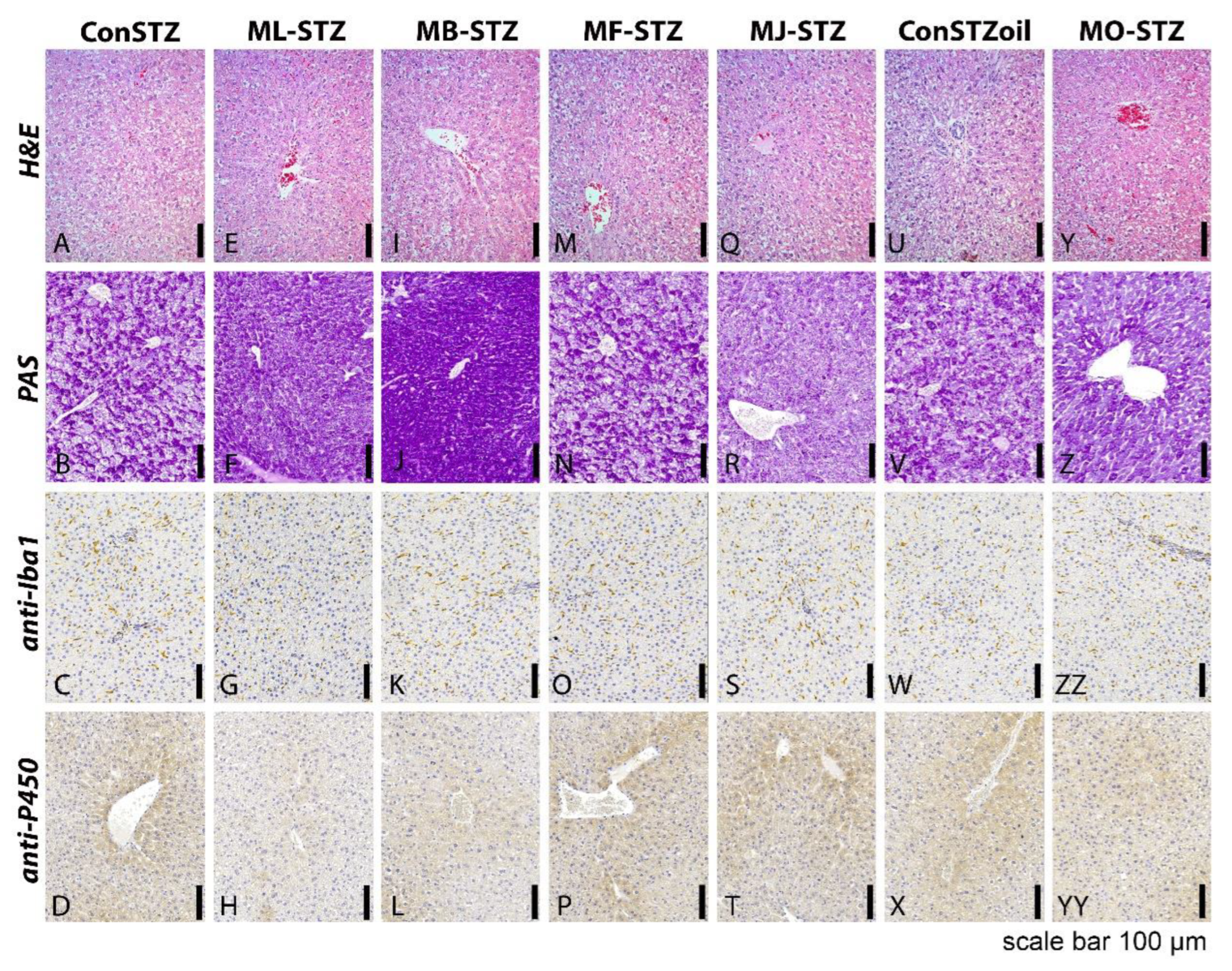 Antioxidants 12 00382 g008 Antioxidants 12 00382 g008