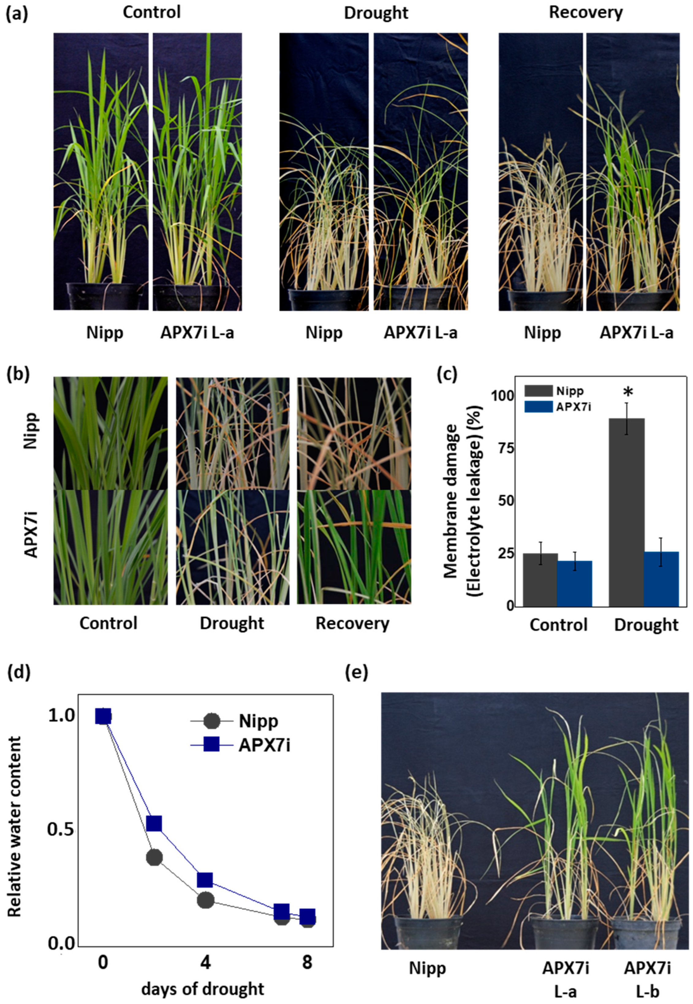 Antioxidants 12 00387 g005 Antioxidants 12 00387 g005