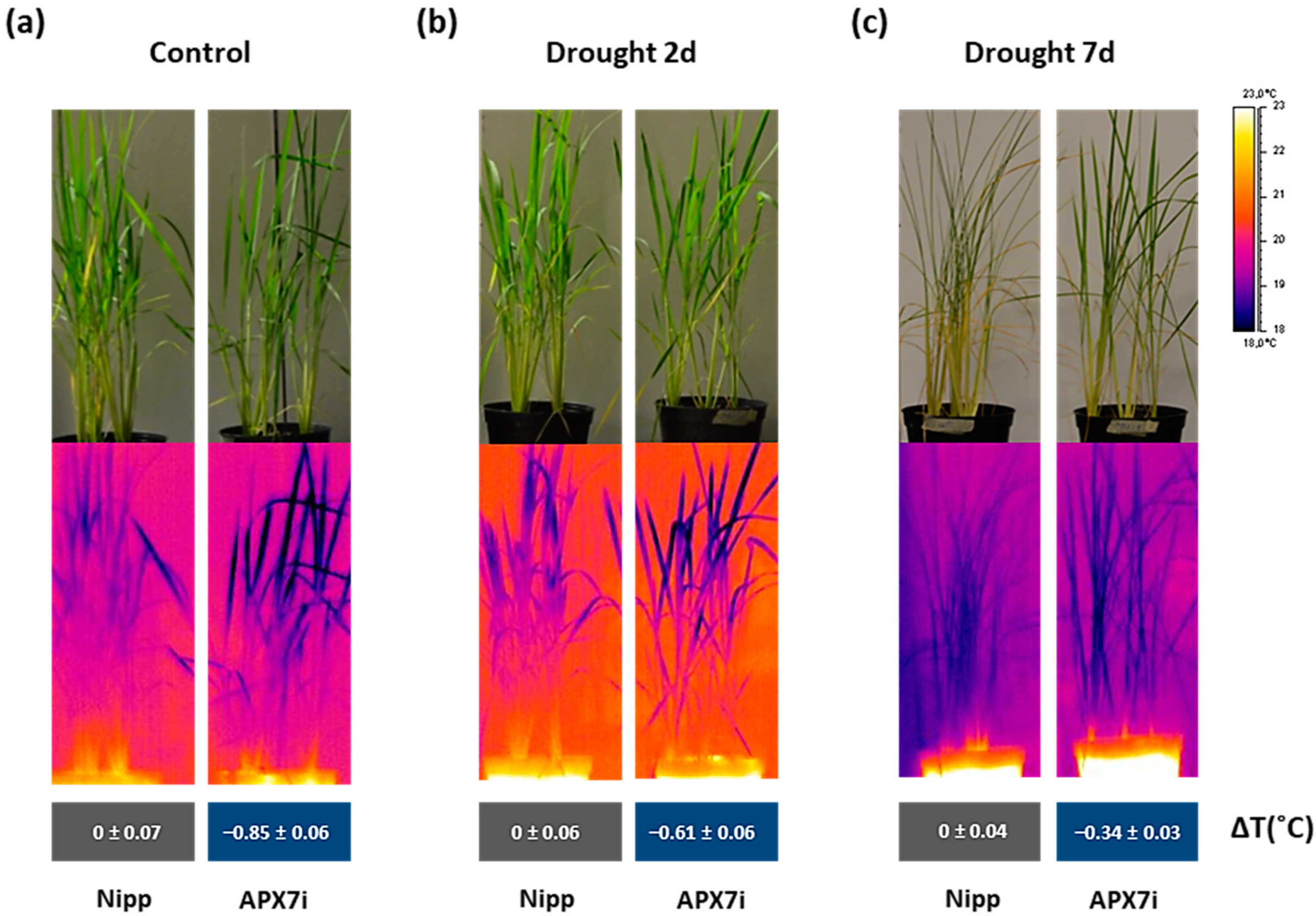 Antioxidants 12 00387 g008 Antioxidants 12 00387 g008