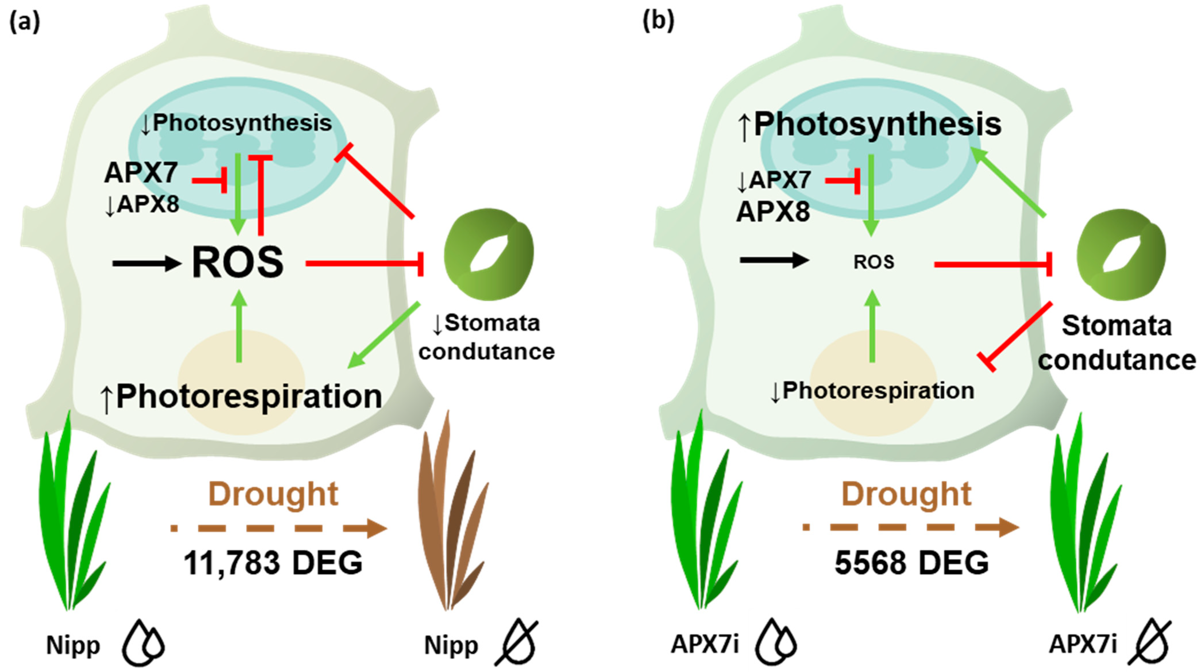 Antioxidants 12 00387 g011 Antioxidants 12 00387 g011