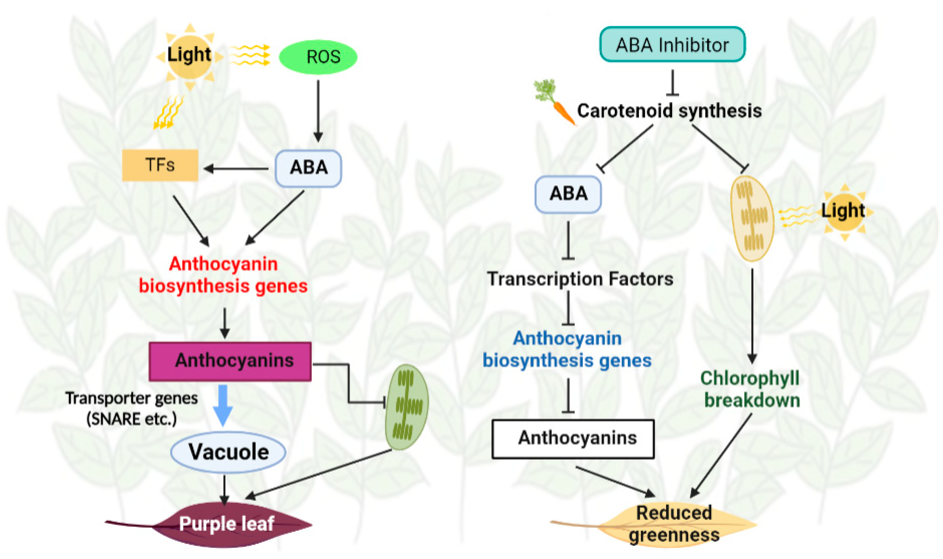 Antioxidants | Free Full-Text | High Light Intensity Triggered Abscisic ...