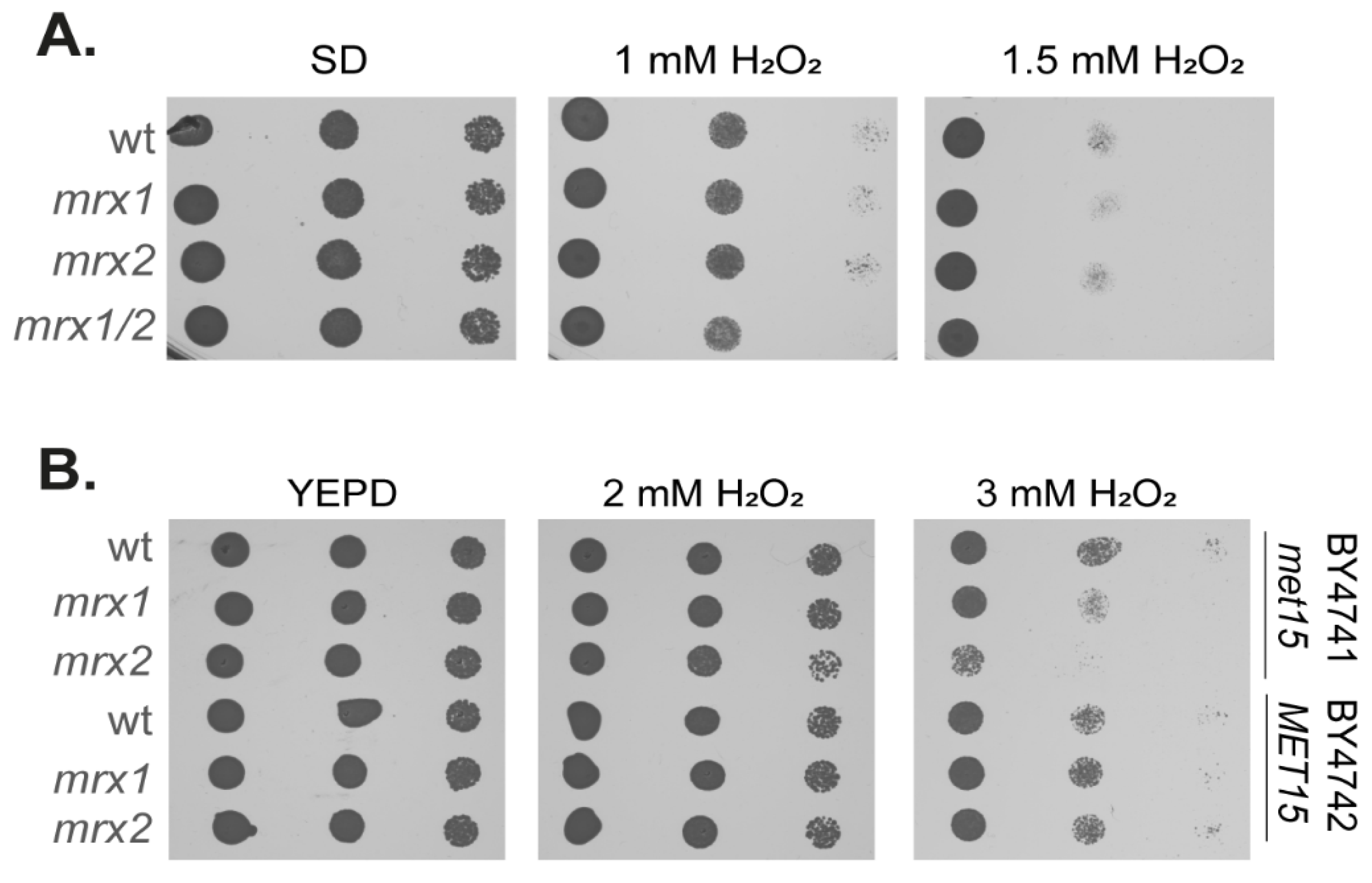 Antioxidants 12 00401 g001