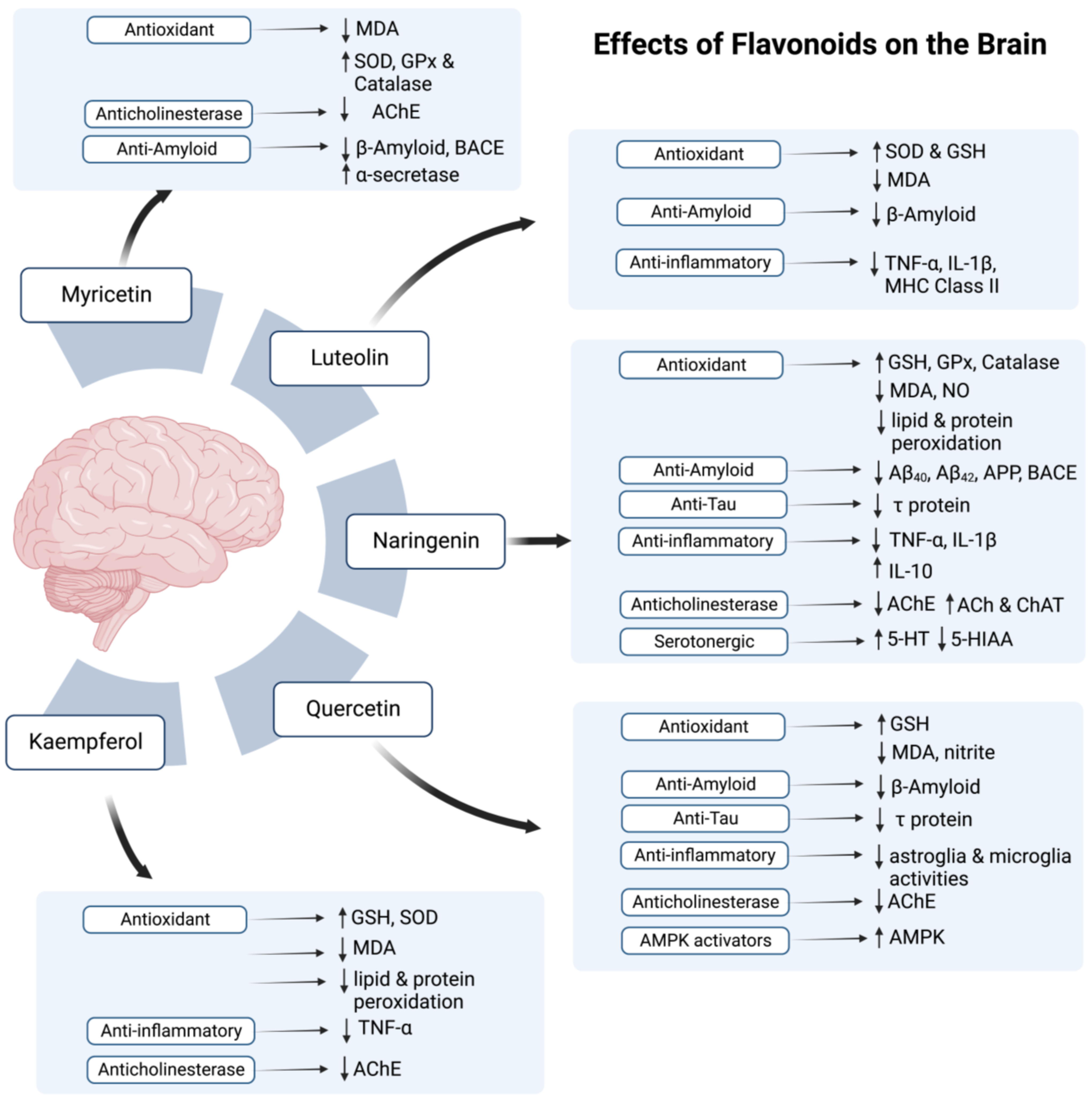 Antioxidants 12 00427 g002 Antioxidants 12 00427 g002