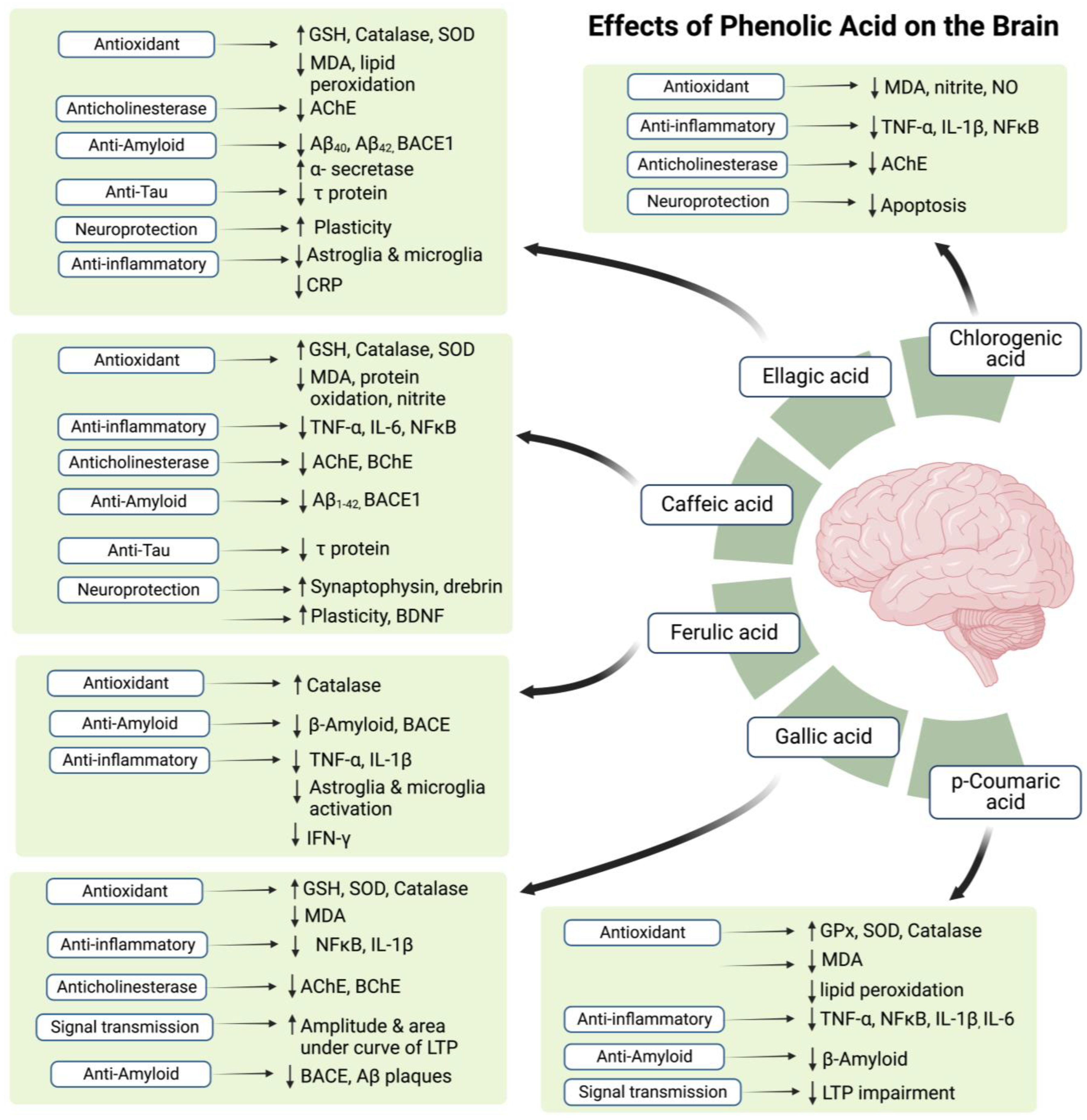 Antioxidants 12 00427 g003 Antioxidants 12 00427 g003