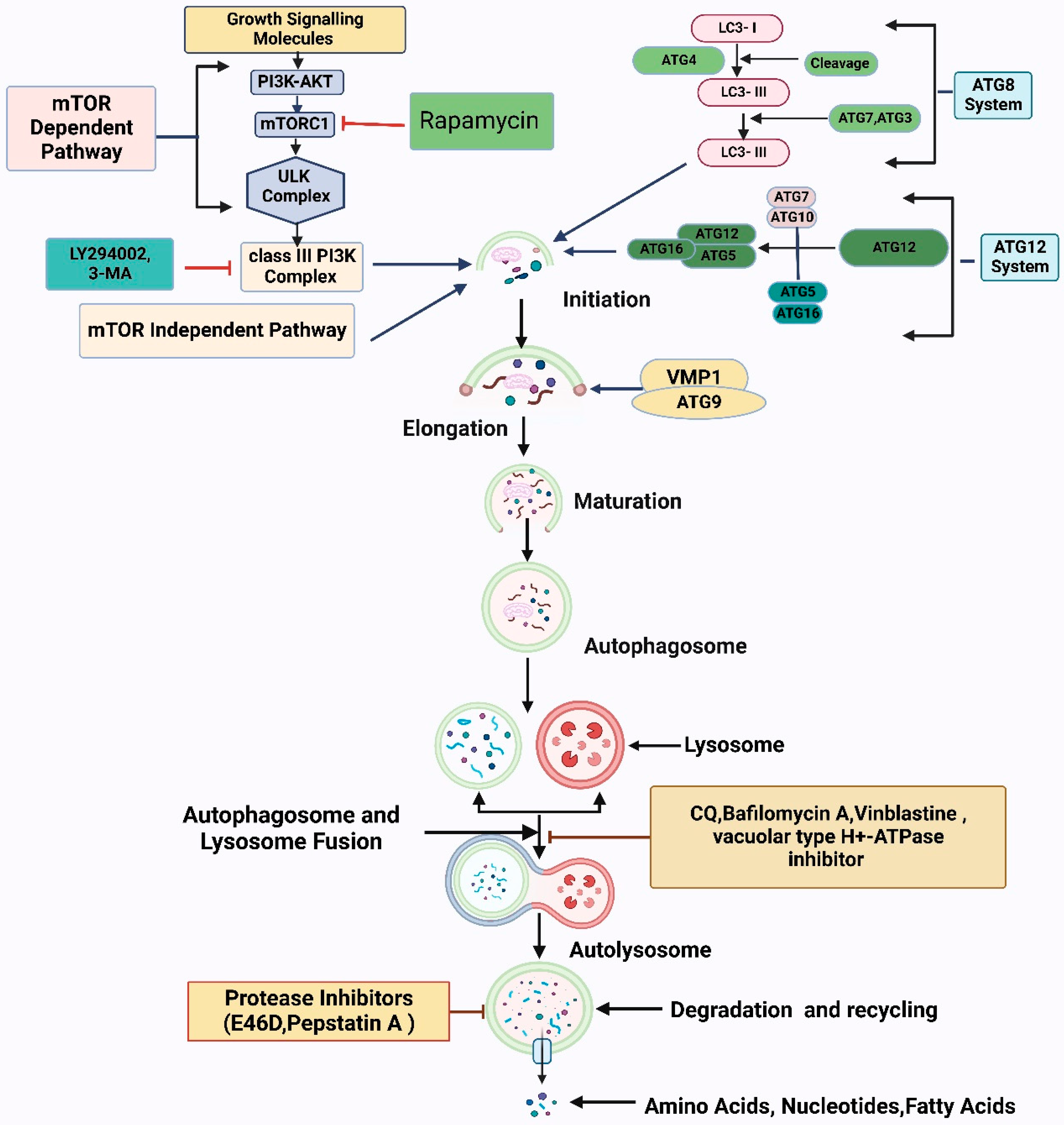 PDF] Physiological and molecular basis of extreme radioresistance