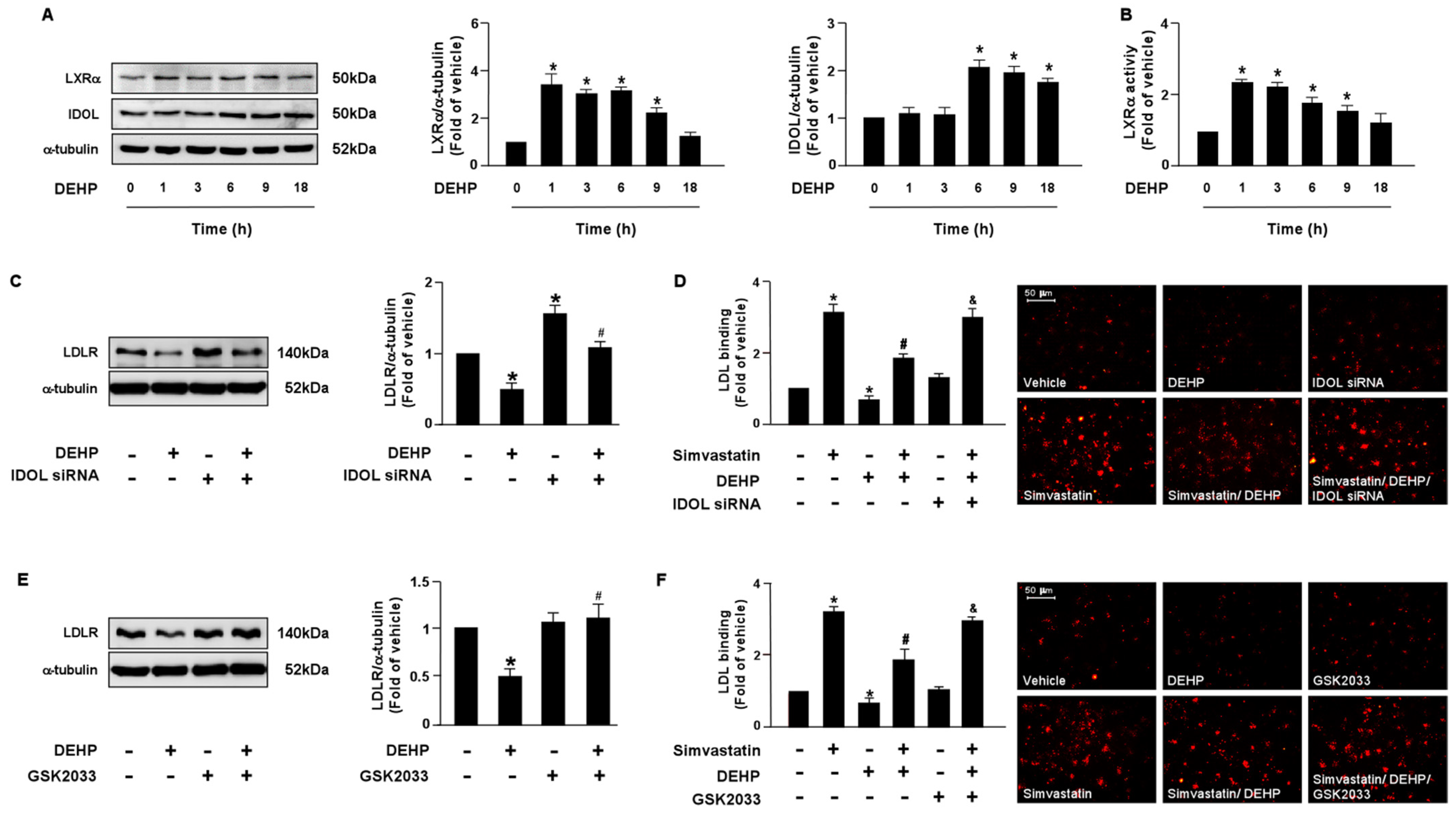 Antioxidants 12 00477 g004