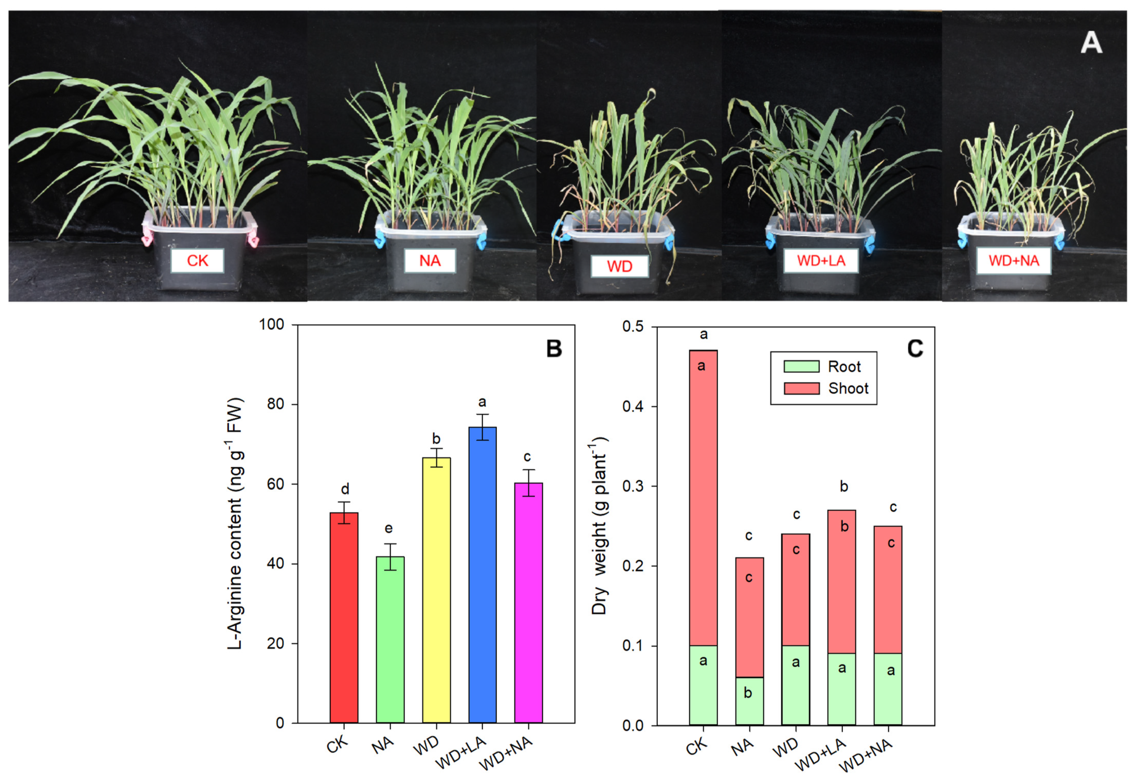 Antioxidants 12 00482 g001 Antioxidants 12 00482 g001