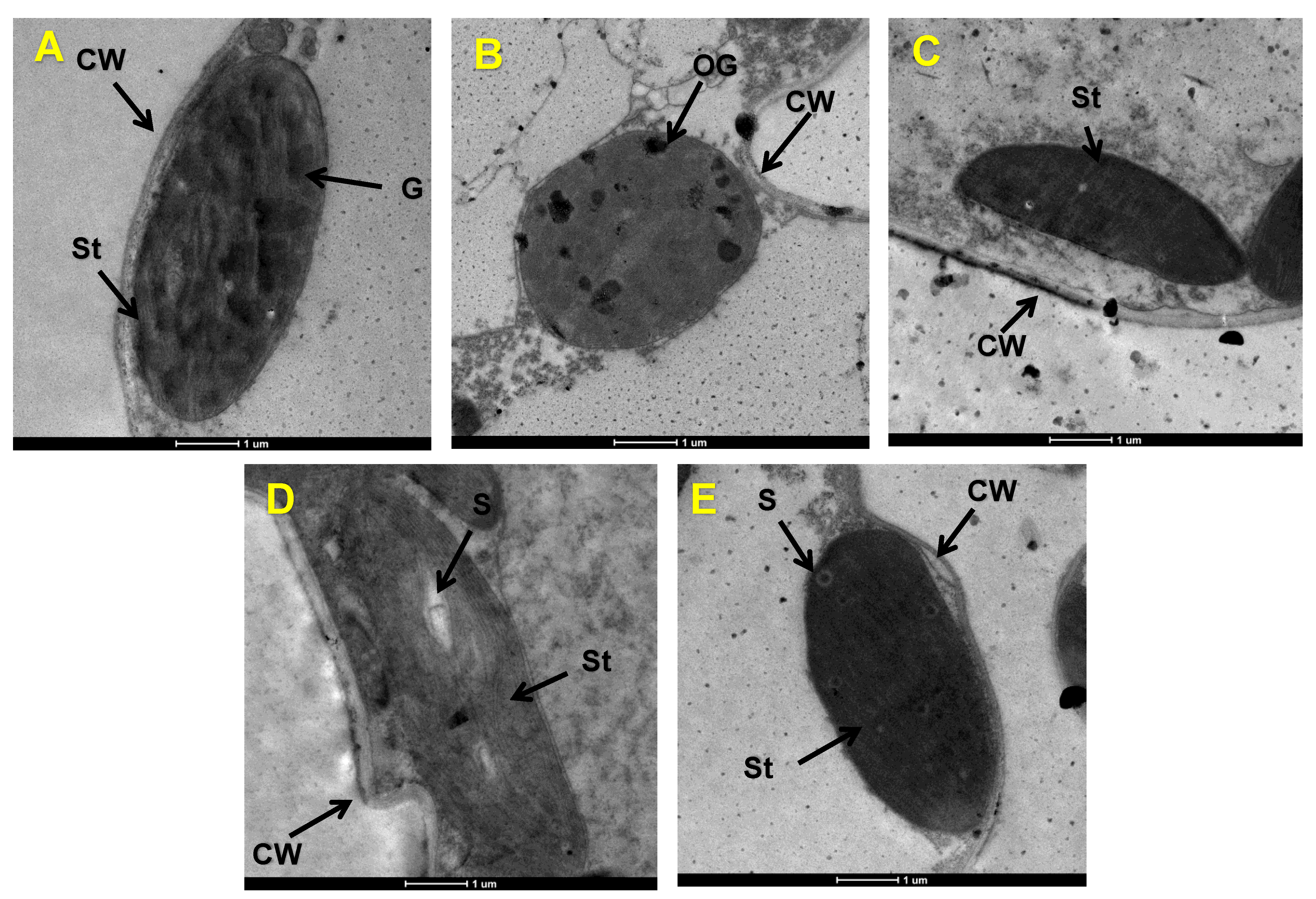Antioxidants 12 00482 g003 Antioxidants 12 00482 g003