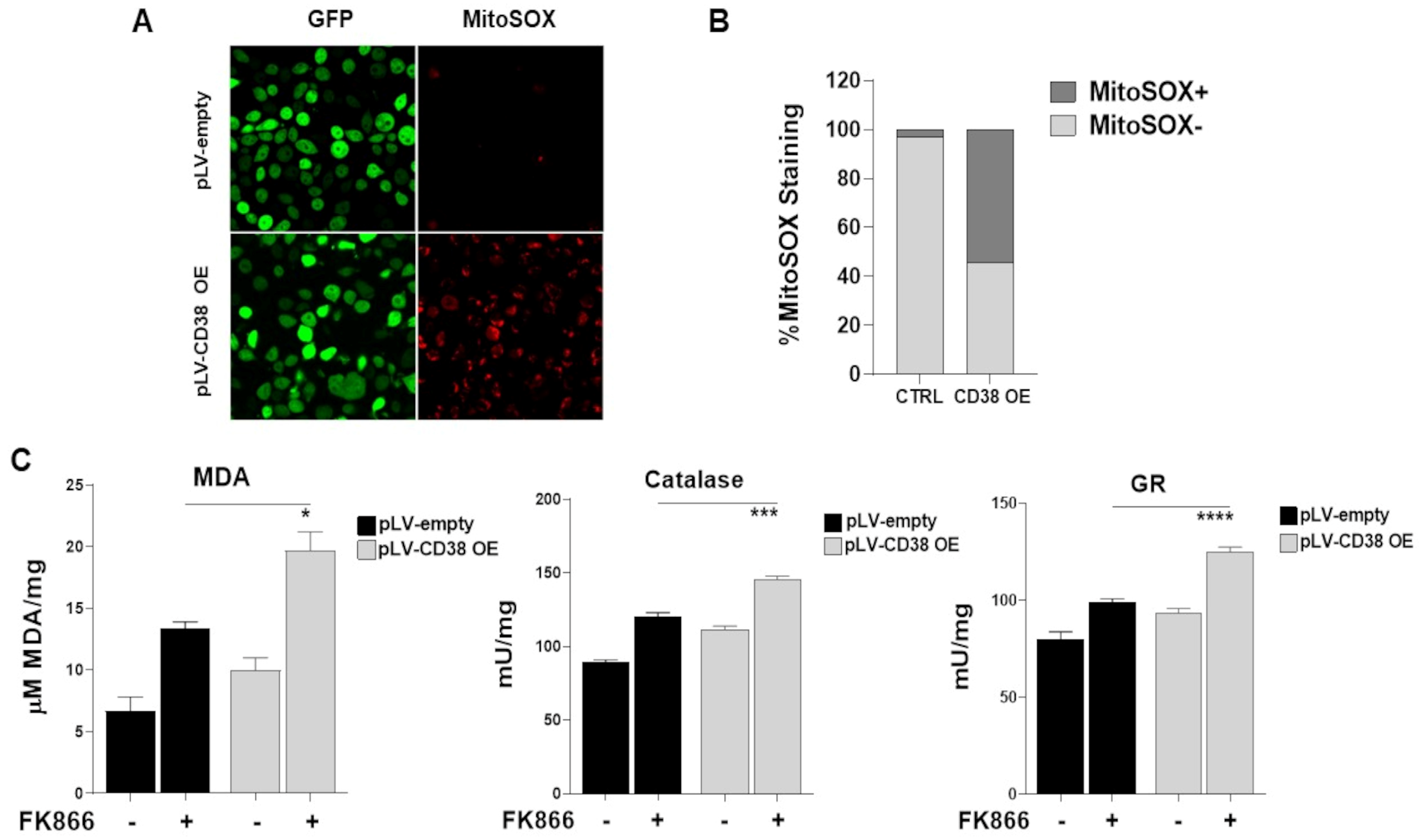 Antioxidants 12 00494 g008 Antioxidants 12 00494 g008