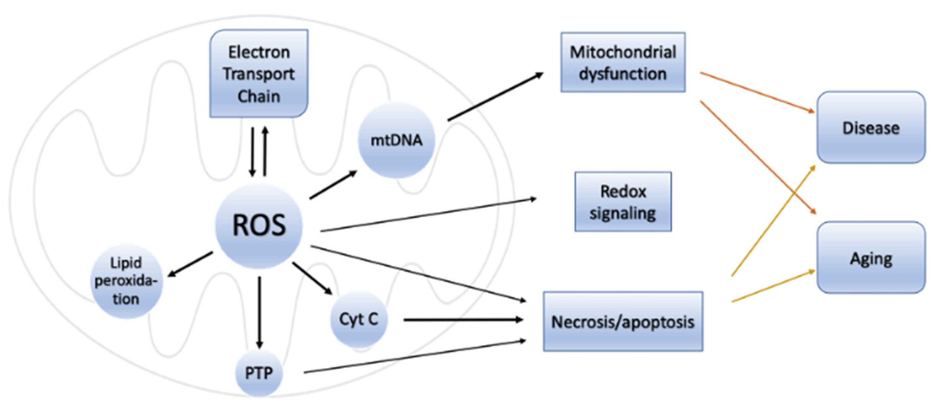 Antioxidants | Free Full-Text | Oxidative Stress and Antioxidants in  Neurodegenerative Disorders