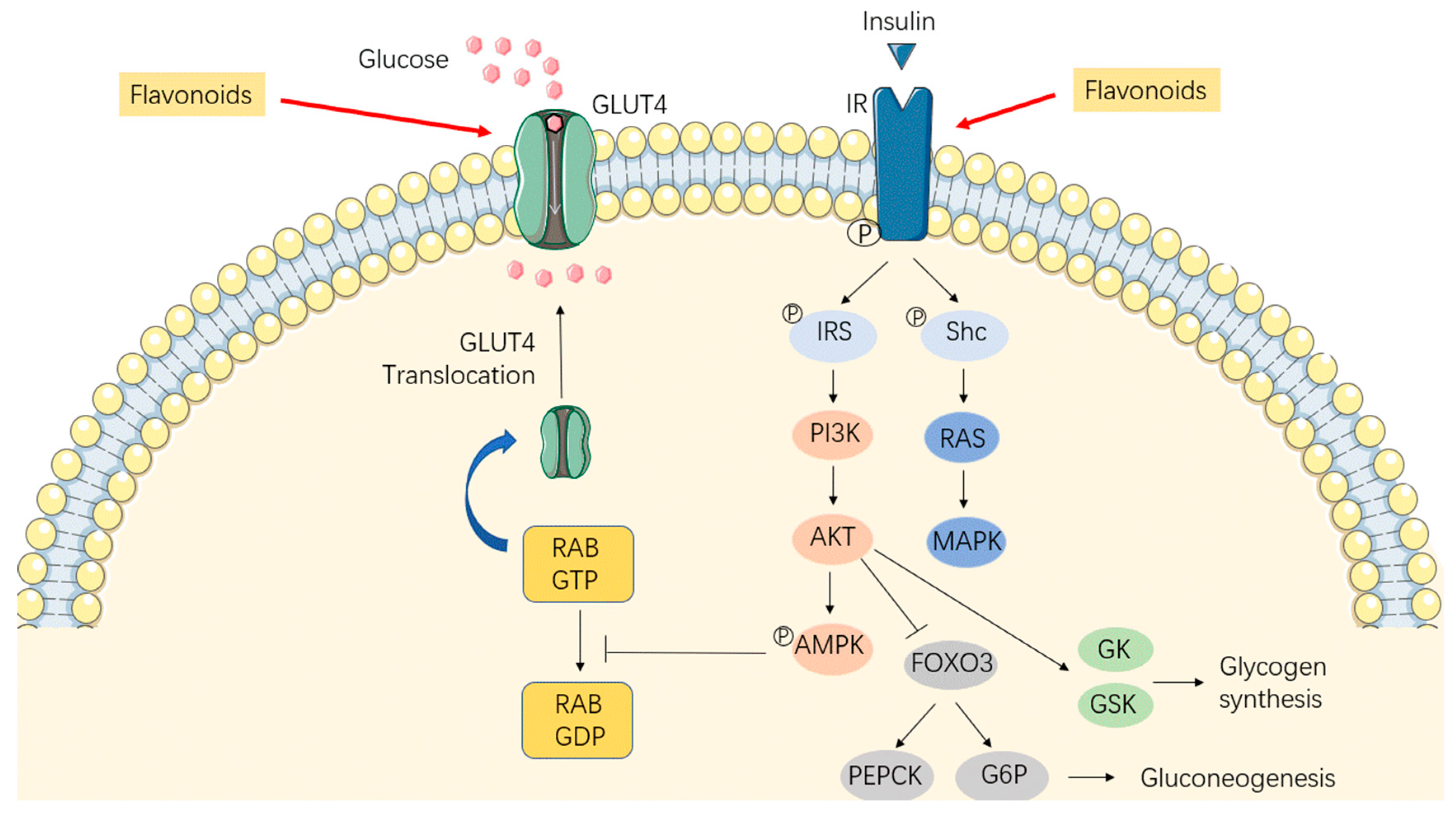 Antioxidants 12 00527 g003 Antioxidants 12 00527 g003