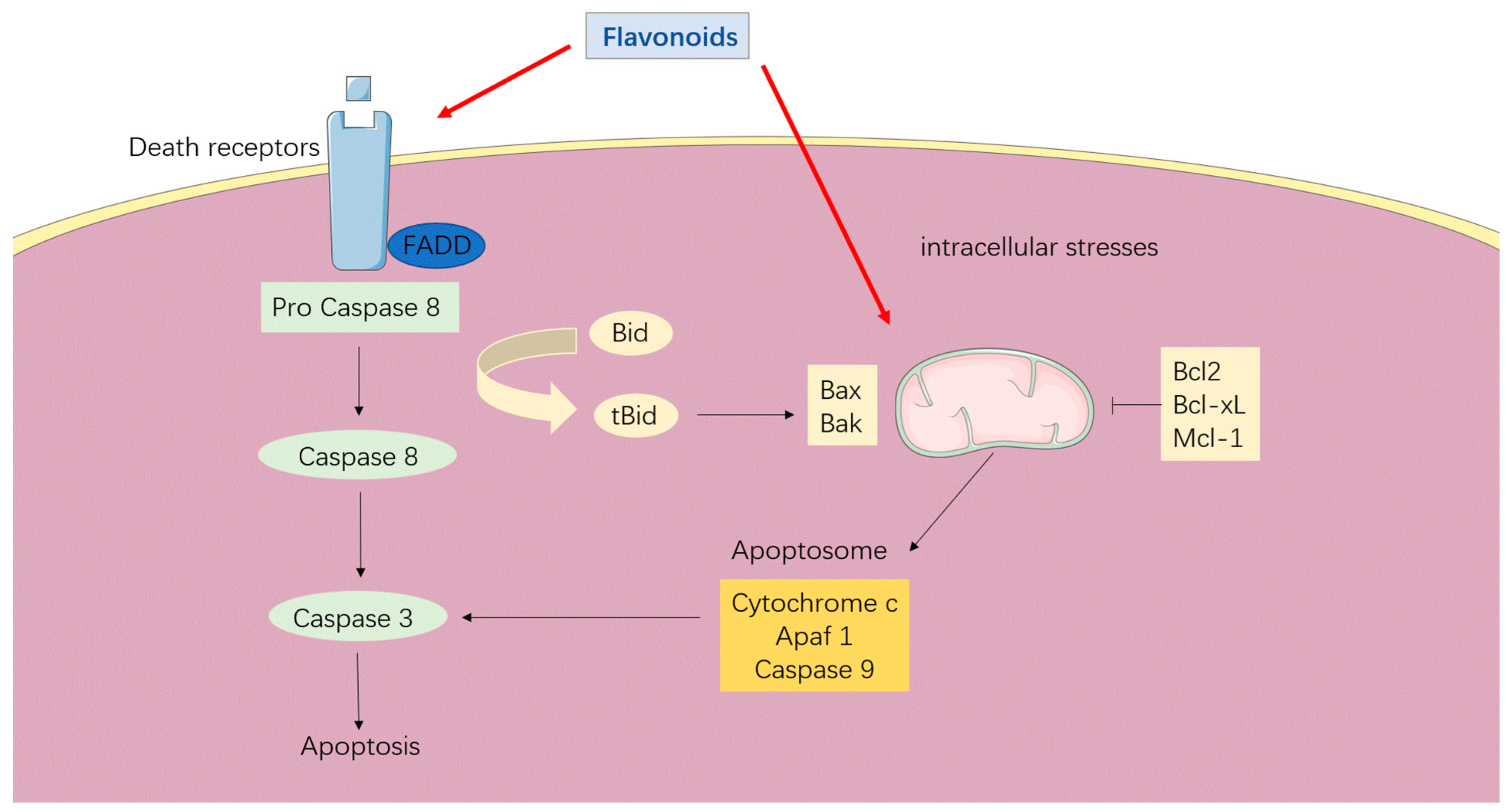 Antioxidants 12 00527 g004 Antioxidants 12 00527 g004
