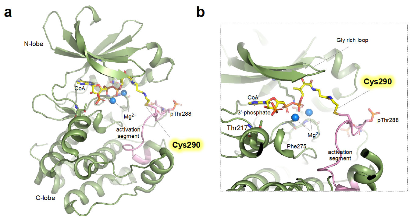 Antioxidants 12 00531 g002