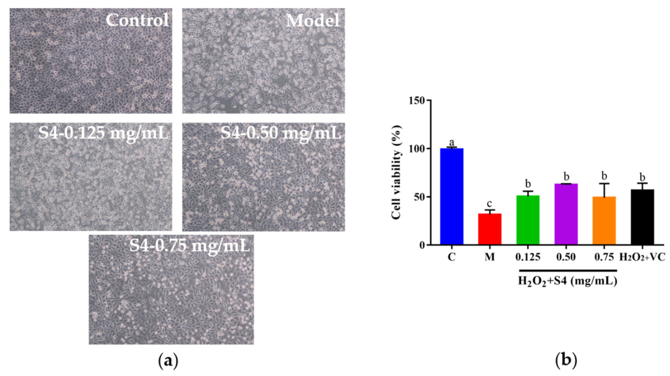 The effect of H 2 O 2 on the (a) cell viability and (b) morphology of