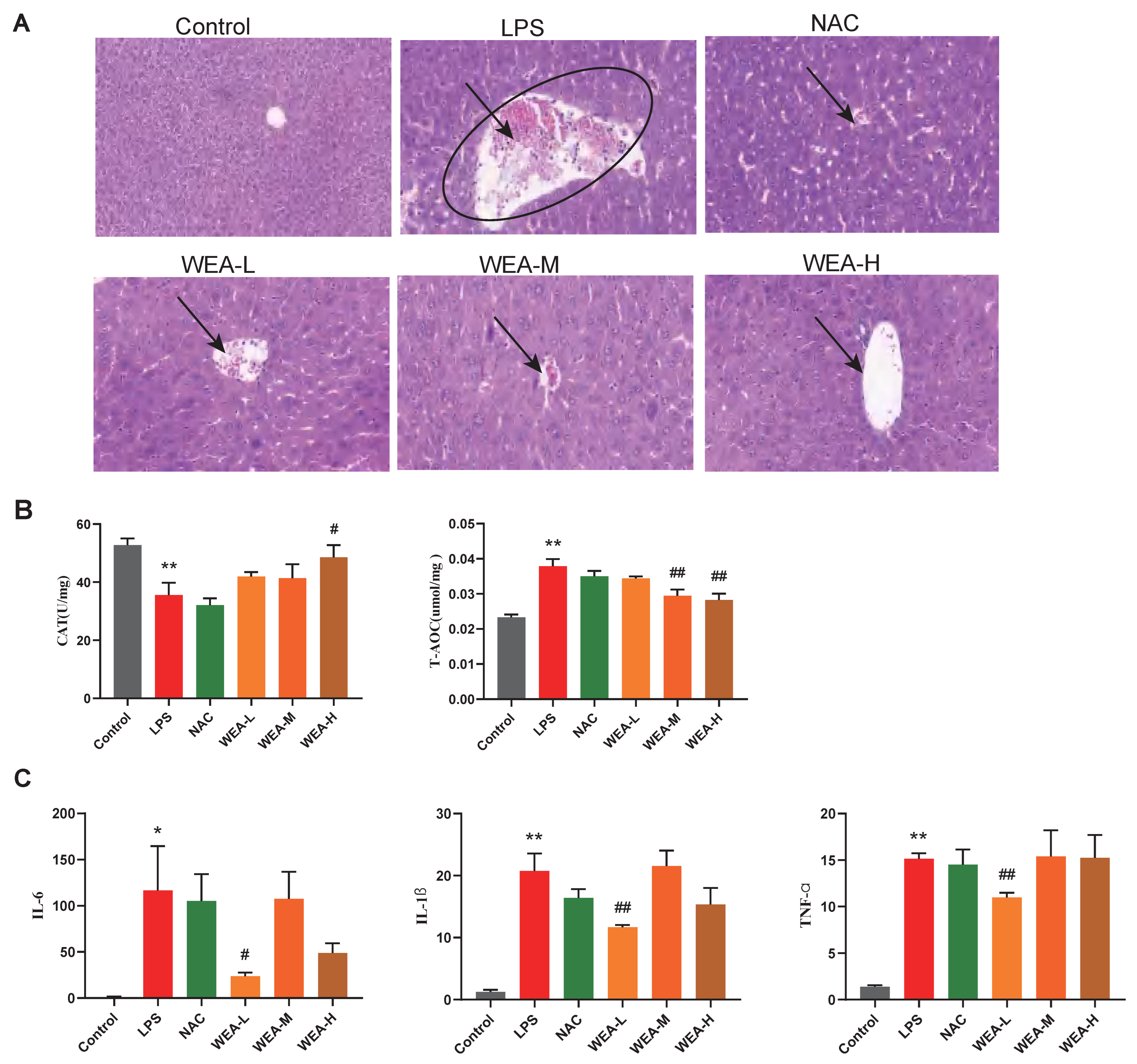 Antioxidants 12 00547 g005 Antioxidants 12 00547 g005