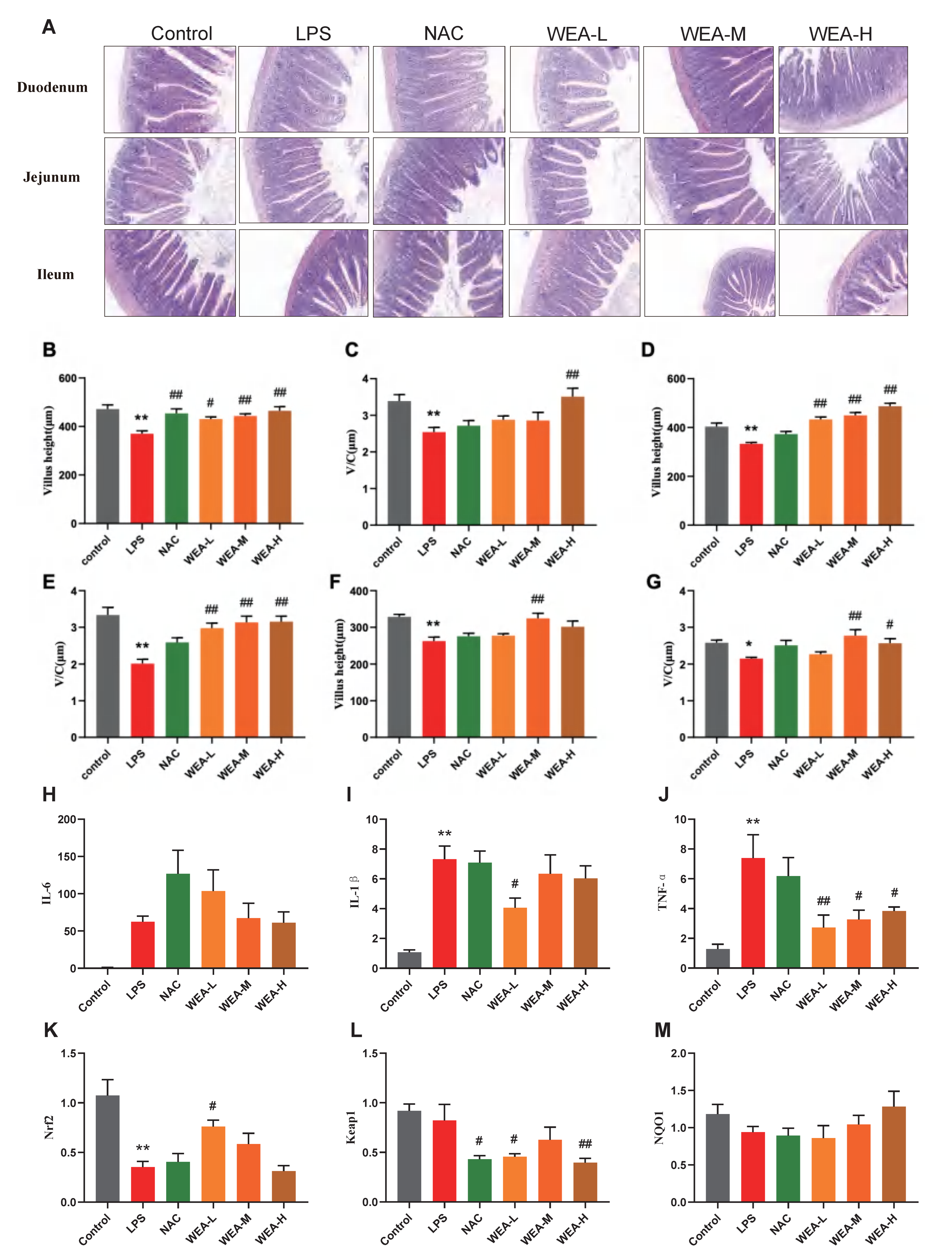 Antioxidants 12 00547 g006 Antioxidants 12 00547 g006