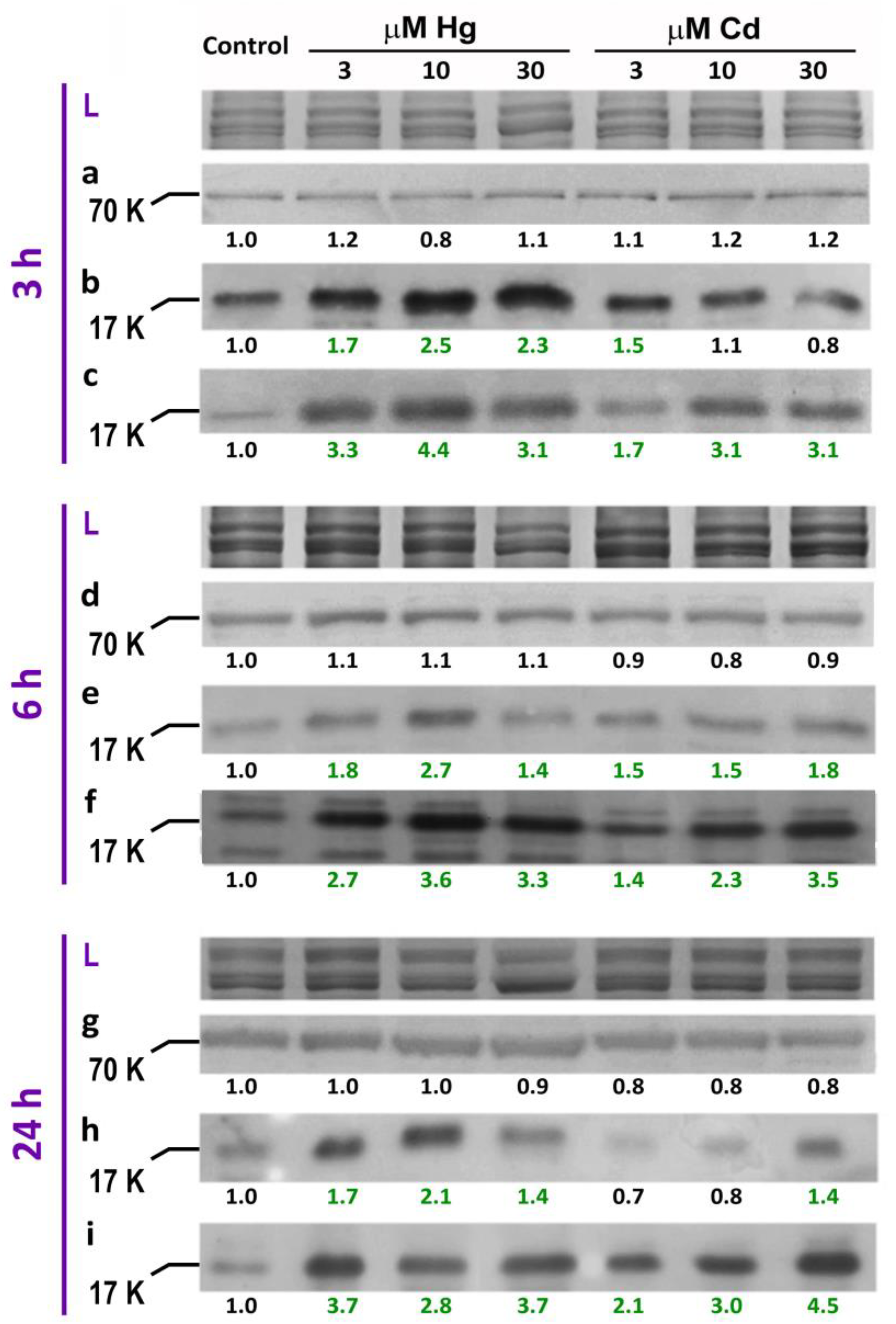 Antioxidants 12 00551 g002 Antioxidants 12 00551 g002