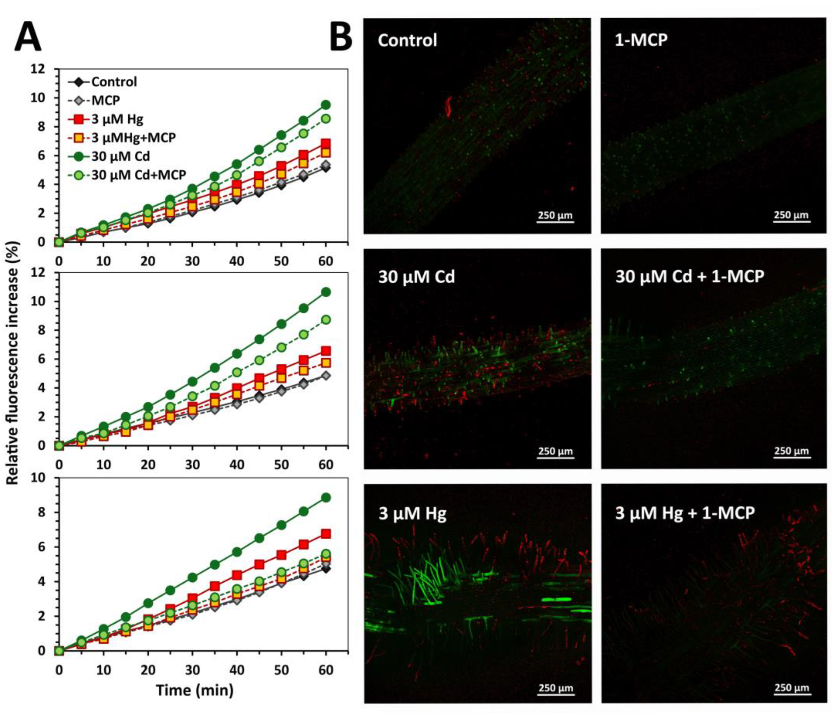 Antioxidants 12 00551 g008 Antioxidants 12 00551 g008
