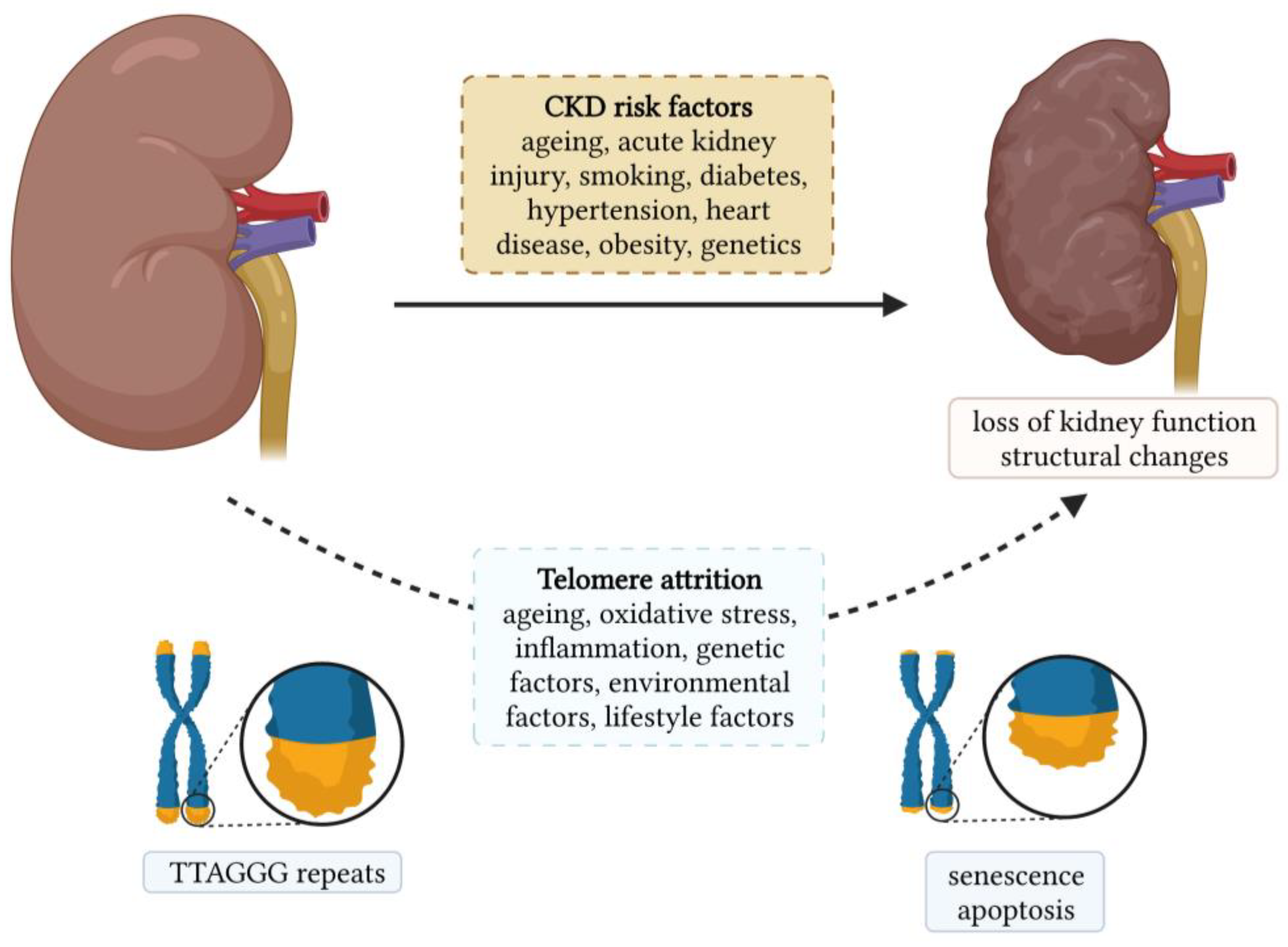 Antioxidants | Free Full-Text | Telomere Attrition in Chronic Kidney  Diseases